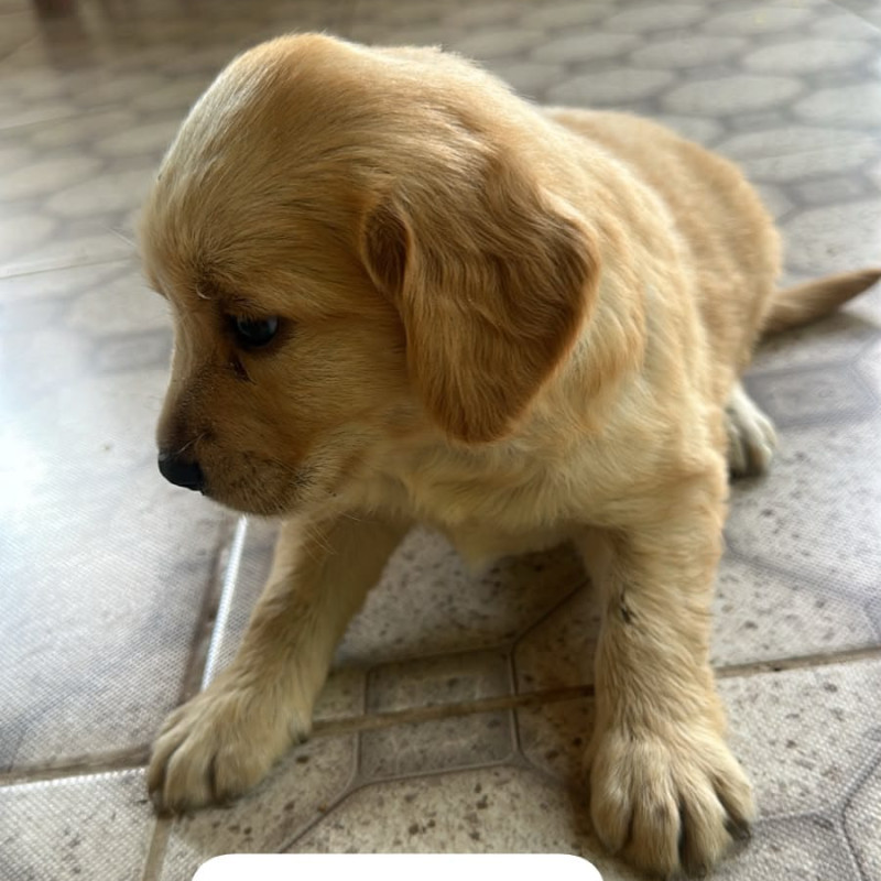 Labradores puros - Foto 5