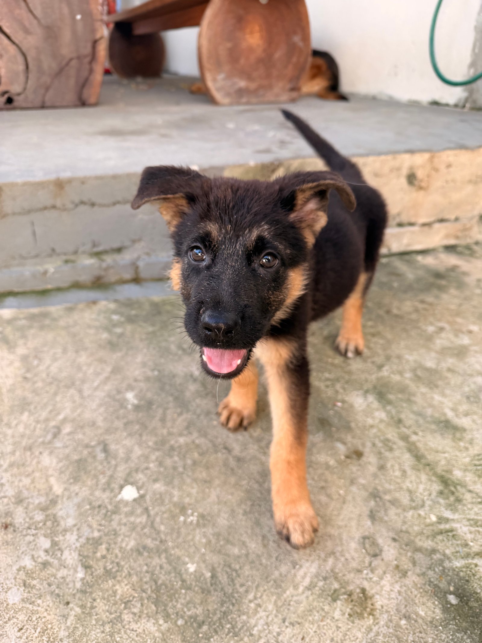 Filhote de Cachorro Pastor Alemão - Foto 1