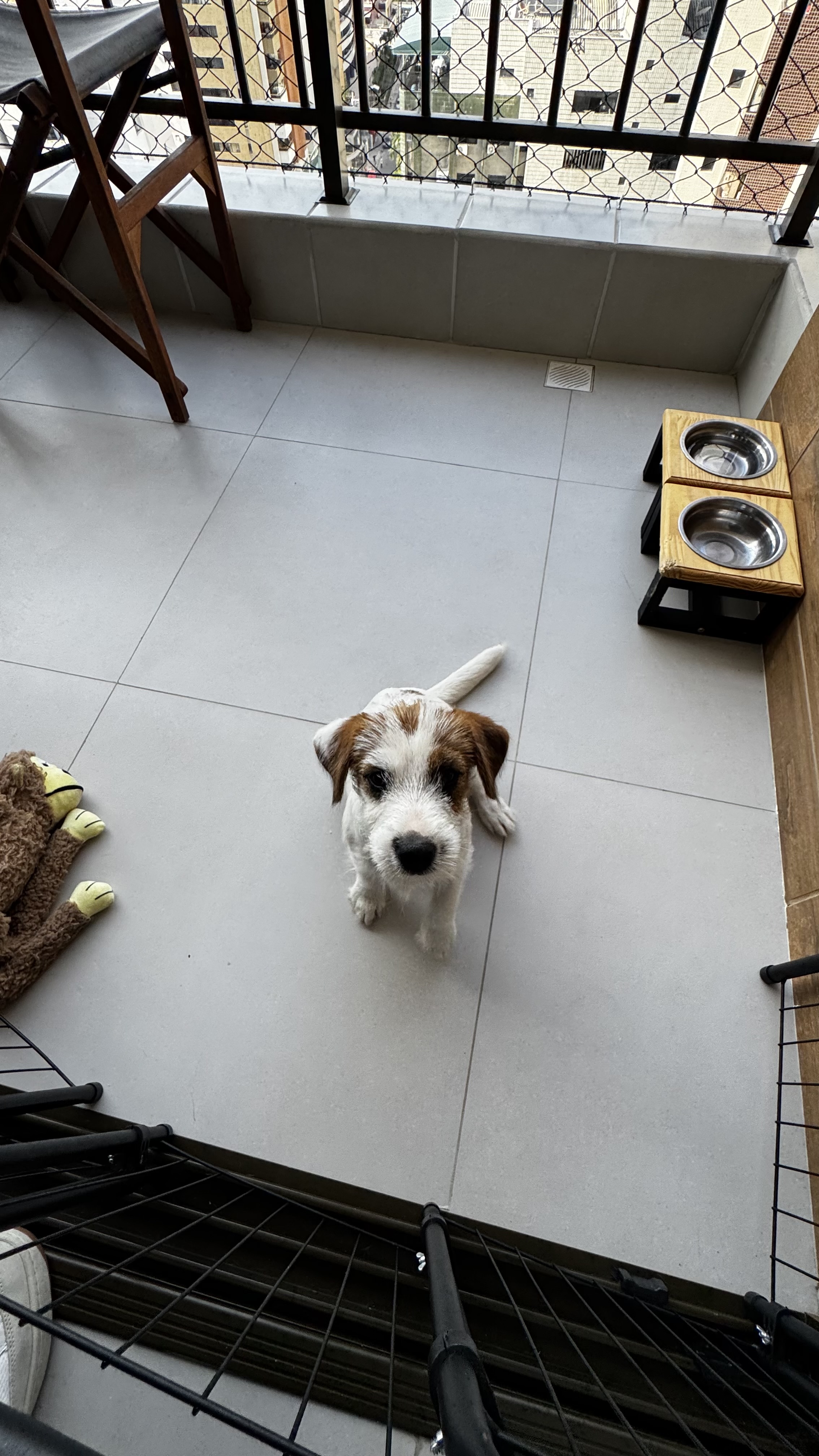 Portal Vendocão Jack Russell Terrier - Filhote Disponível para Nova Família  Fortaleza 