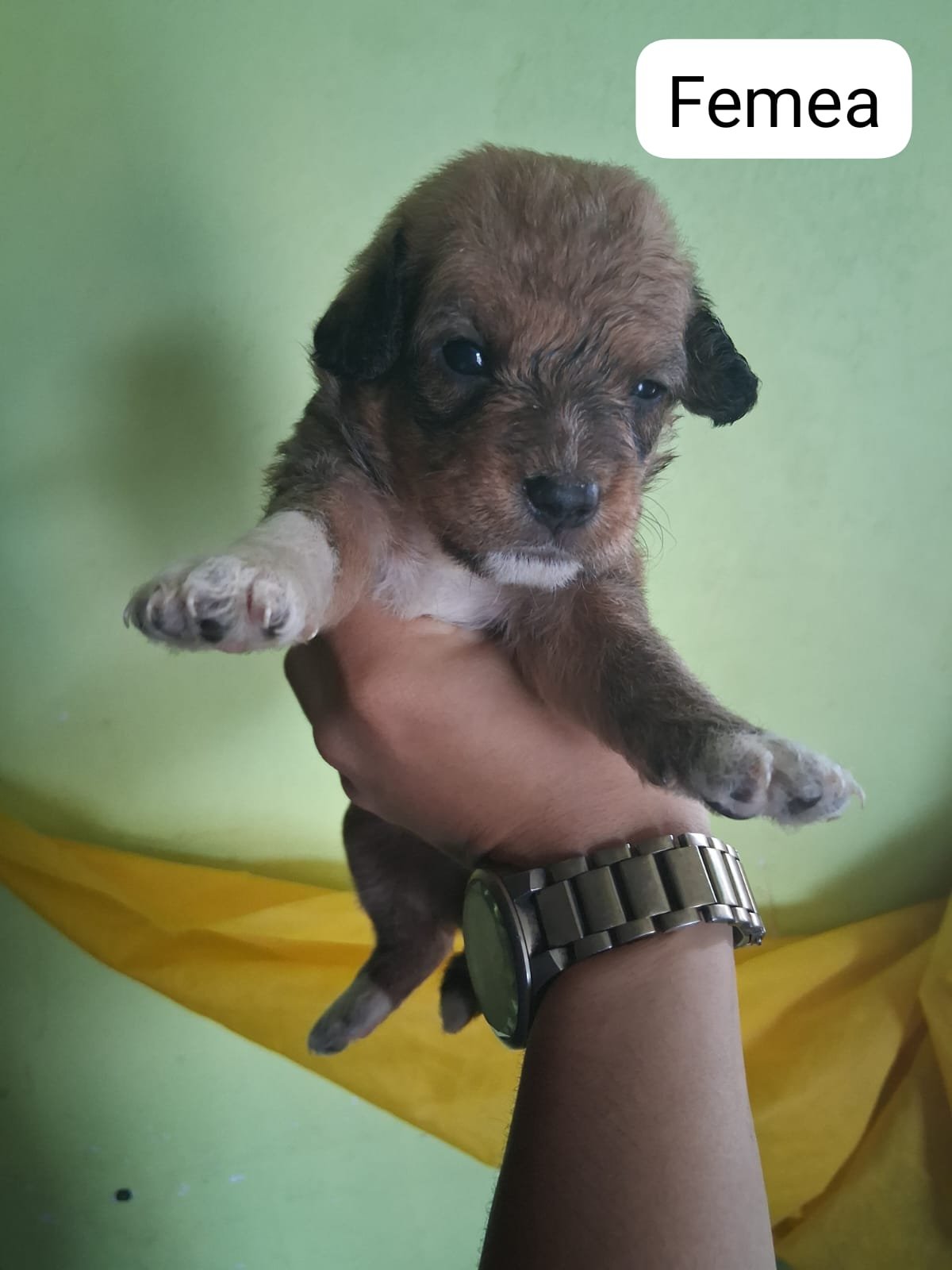 Poodle toy - Foto 2
