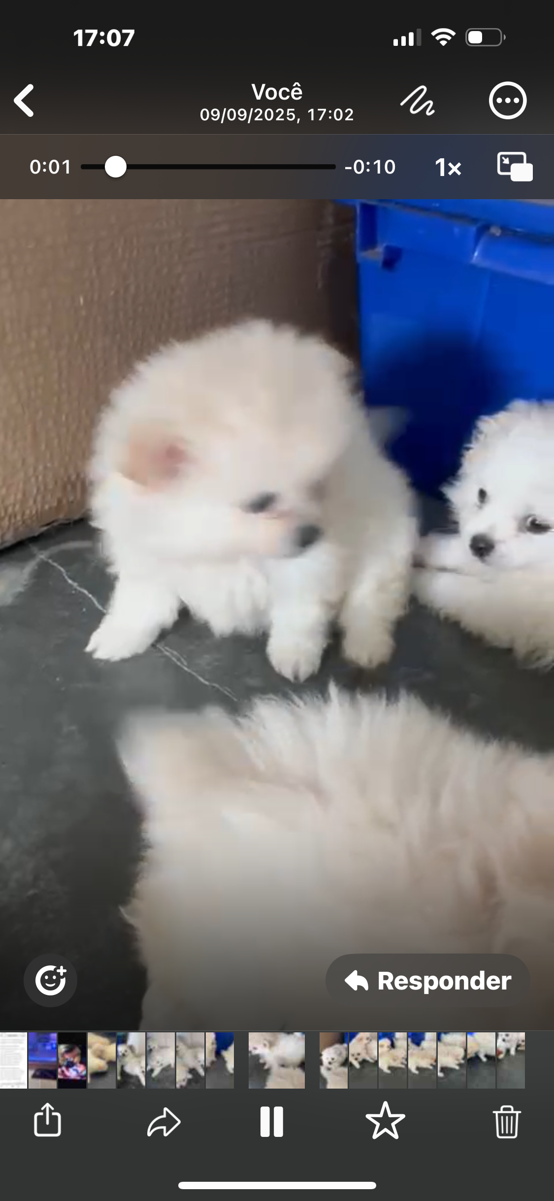 Portal Vendocão Lulu da pomerania Belo horizonte