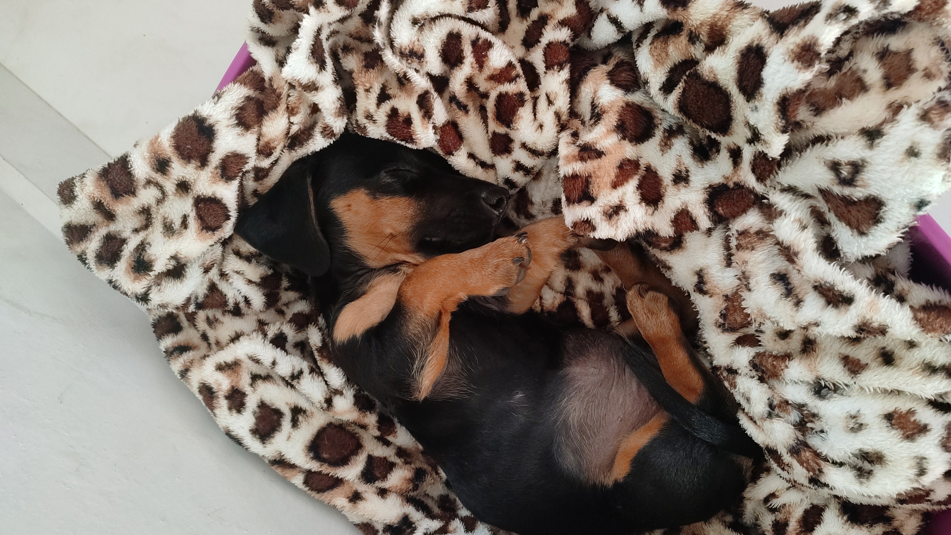 Portal Vendocão Vende-se filhote de salsichinha (Dachshund) Laguna 