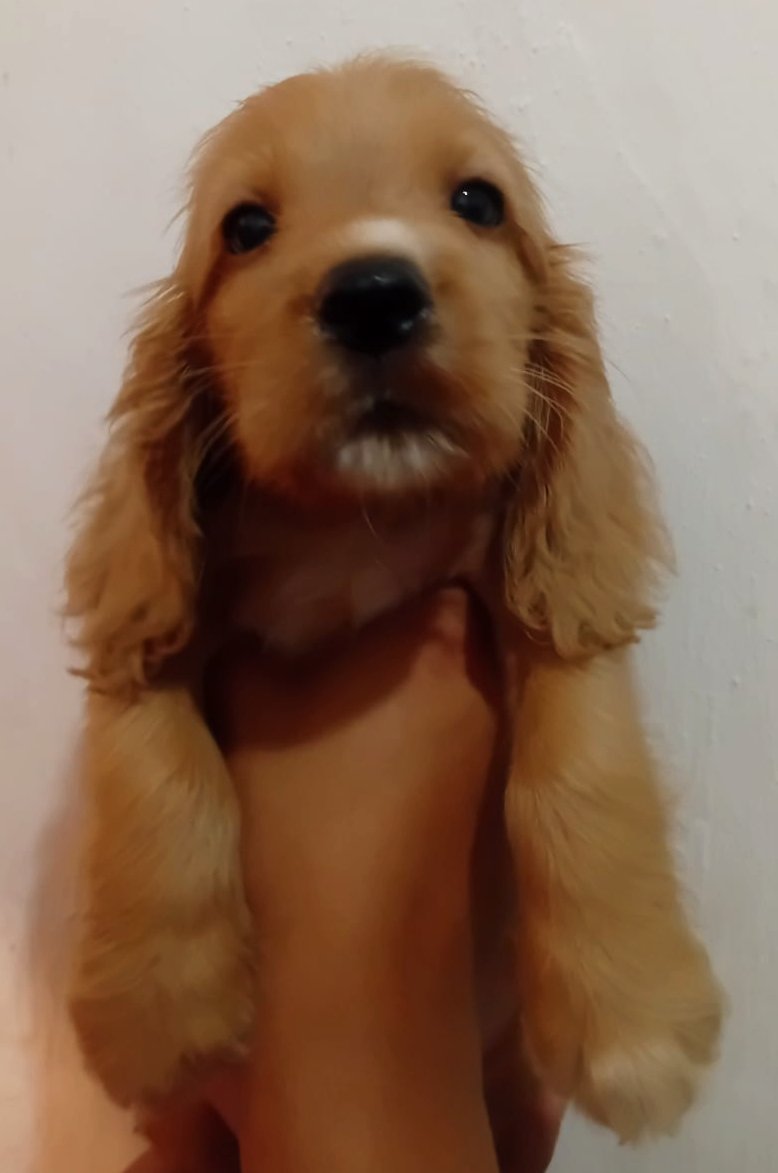 Filhote de Cocker spaniel inglês disponível macho 