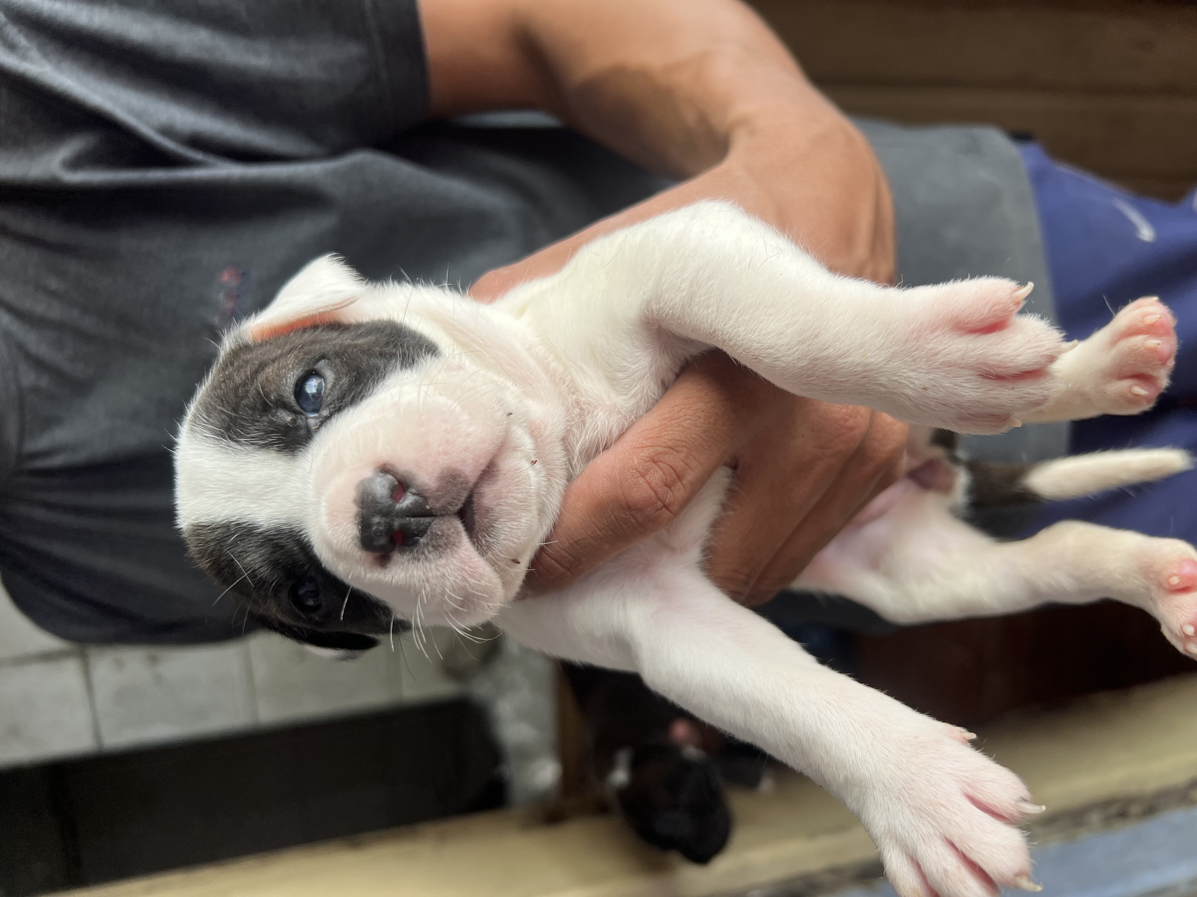 Portal Vendocão Vende se filhote de pit bull  Diadema 