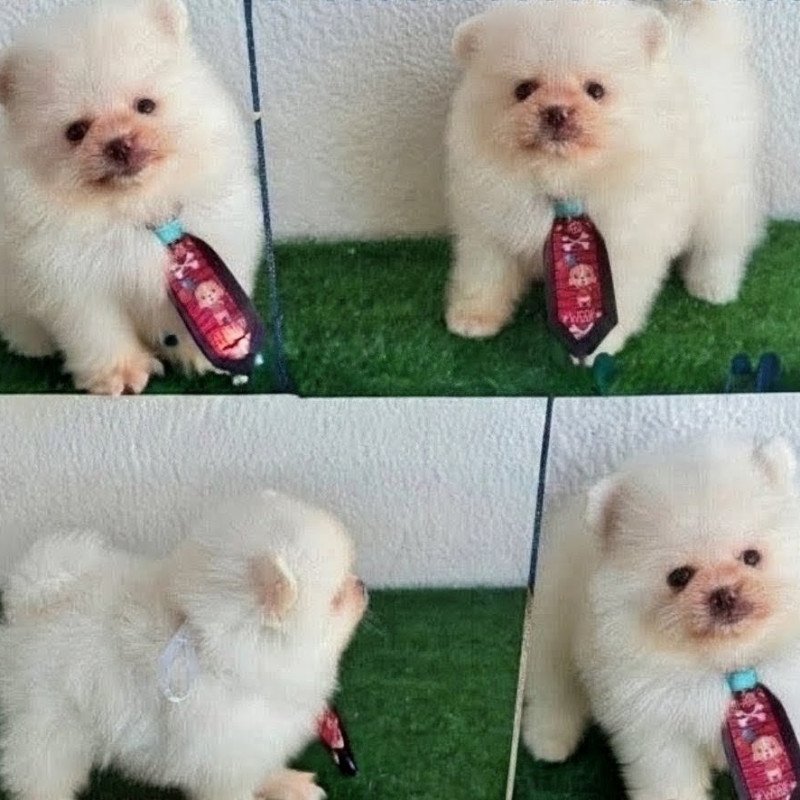 Lulu da pomerania - Foto 2