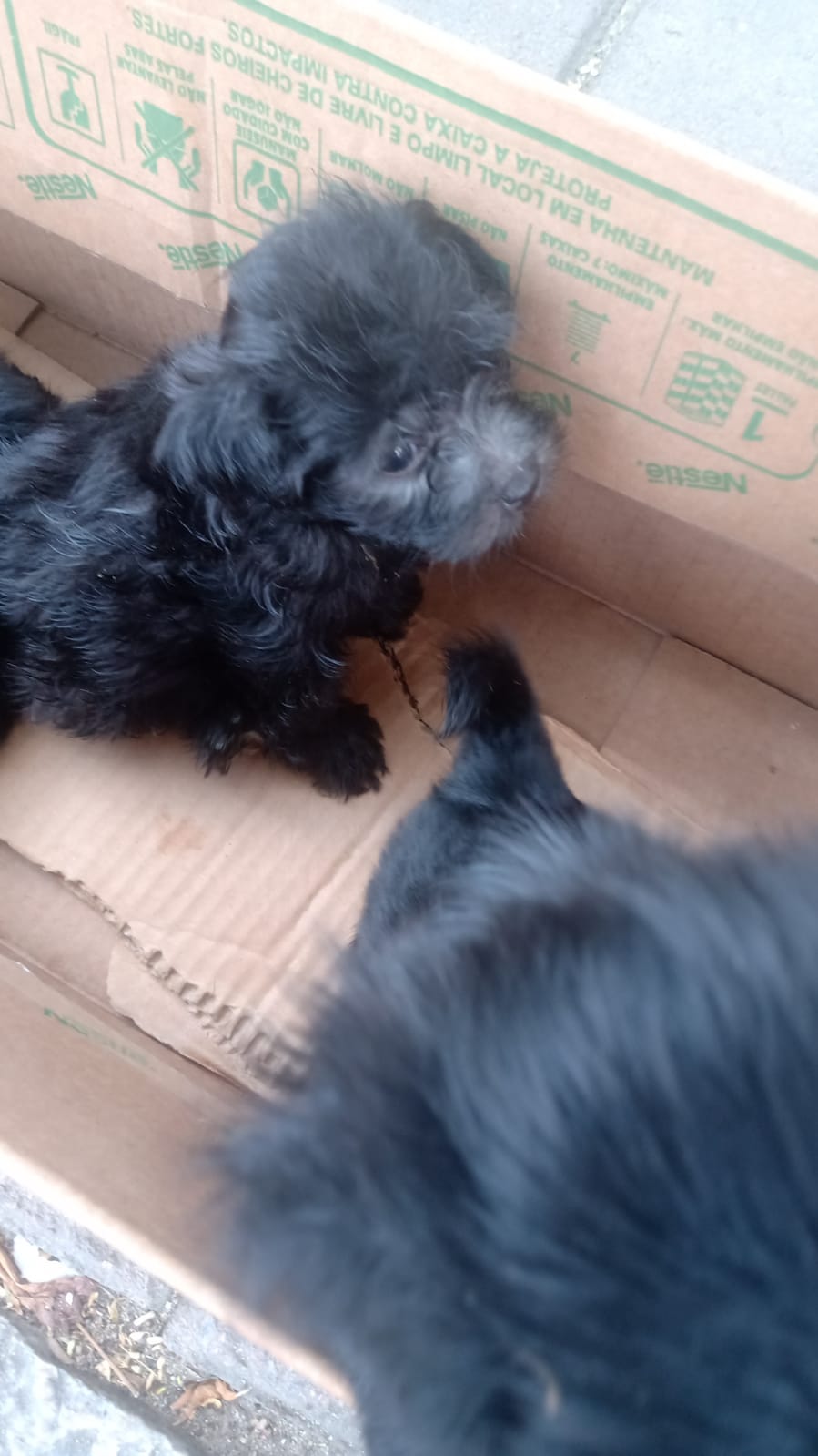 Portal Vendocão Filhote Lhasa Apso 40 dias  Recife 