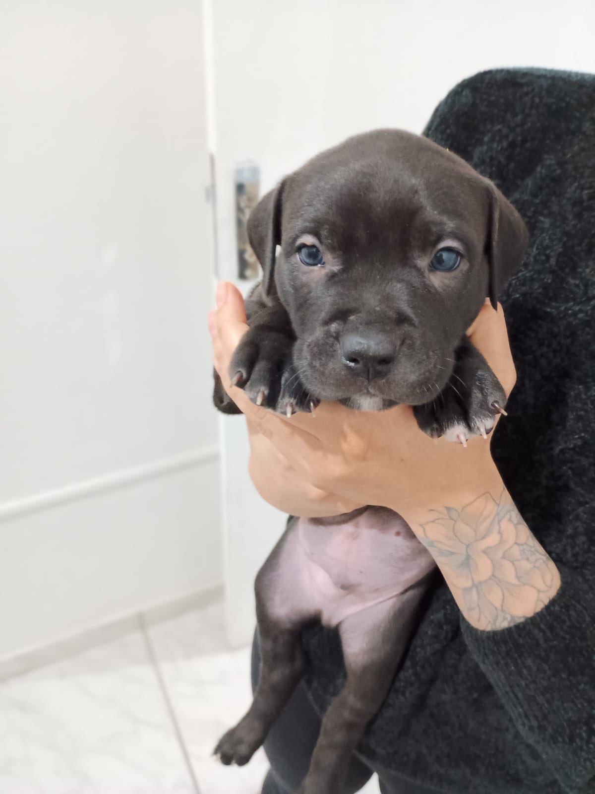 Vendo filhotes de Pitbull desverminados - Foto 3