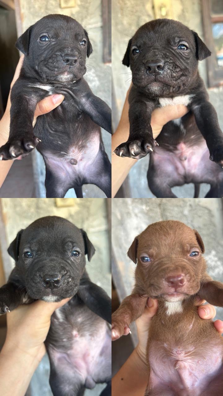 Portal Vendocão Filhotes de Pitbull São Gonçalo Rj