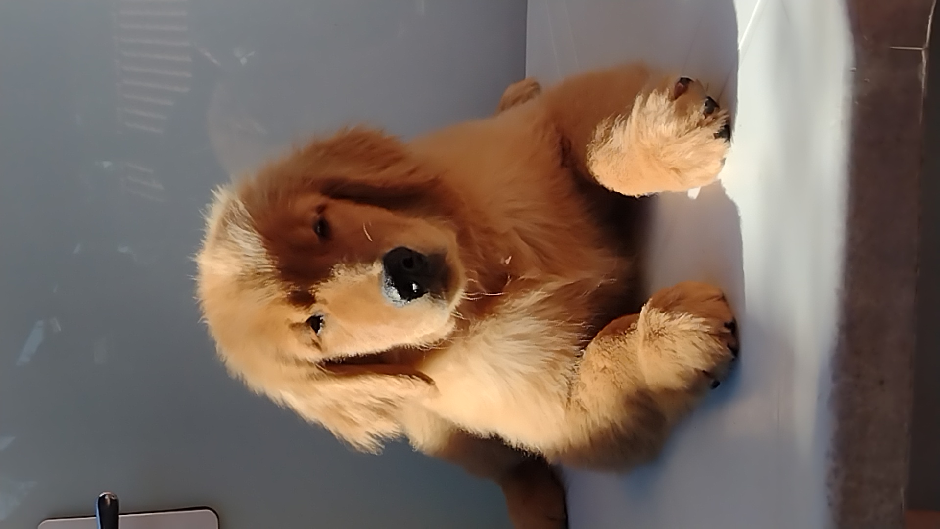 Portal Vendocão Filhotes Golden Retriever de uma genética maravilhosa  Limeira SP