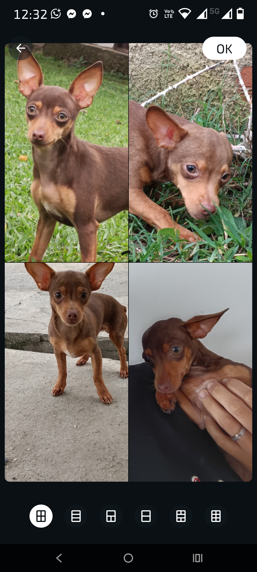 Pinscher 1 - Foto 3