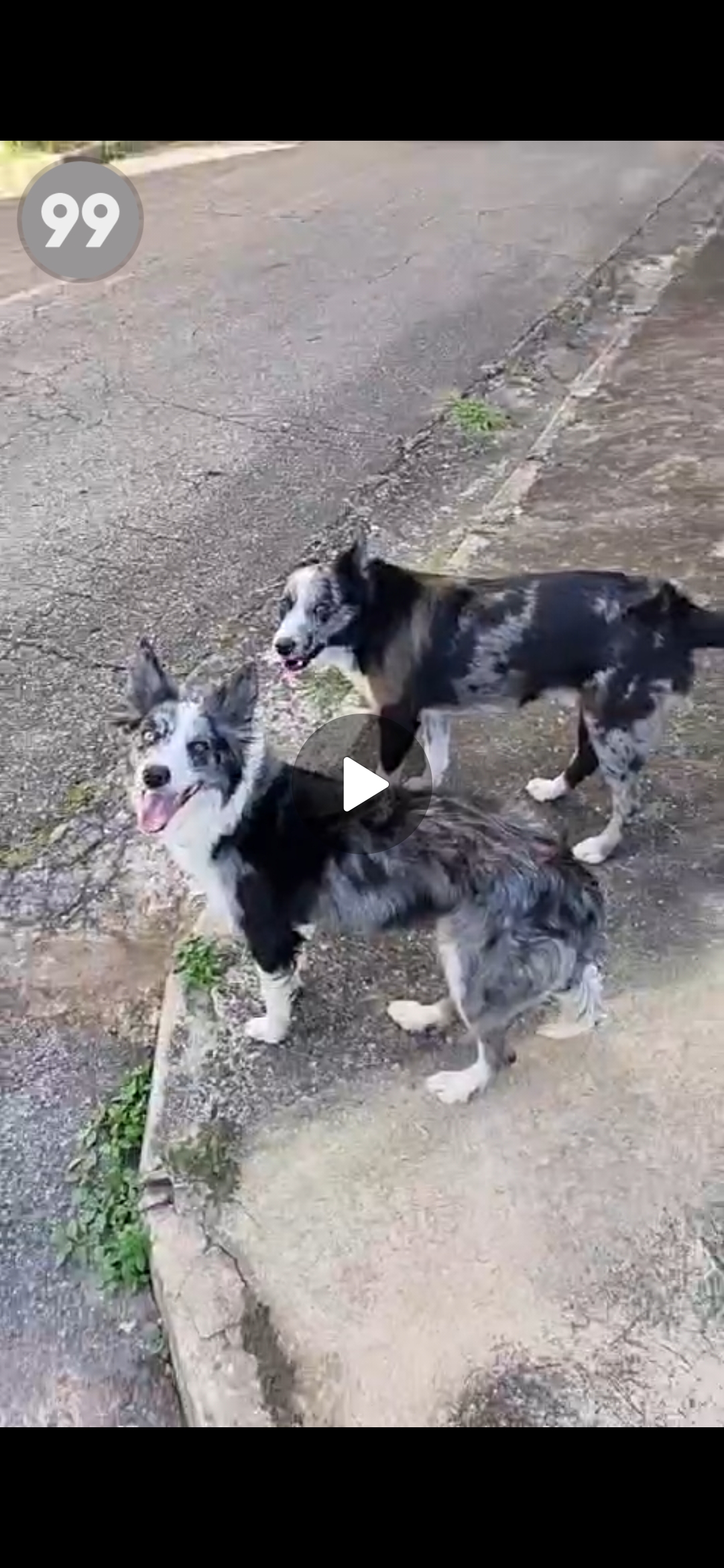 Portal Vendocão Border collie macho Belo Horizonte