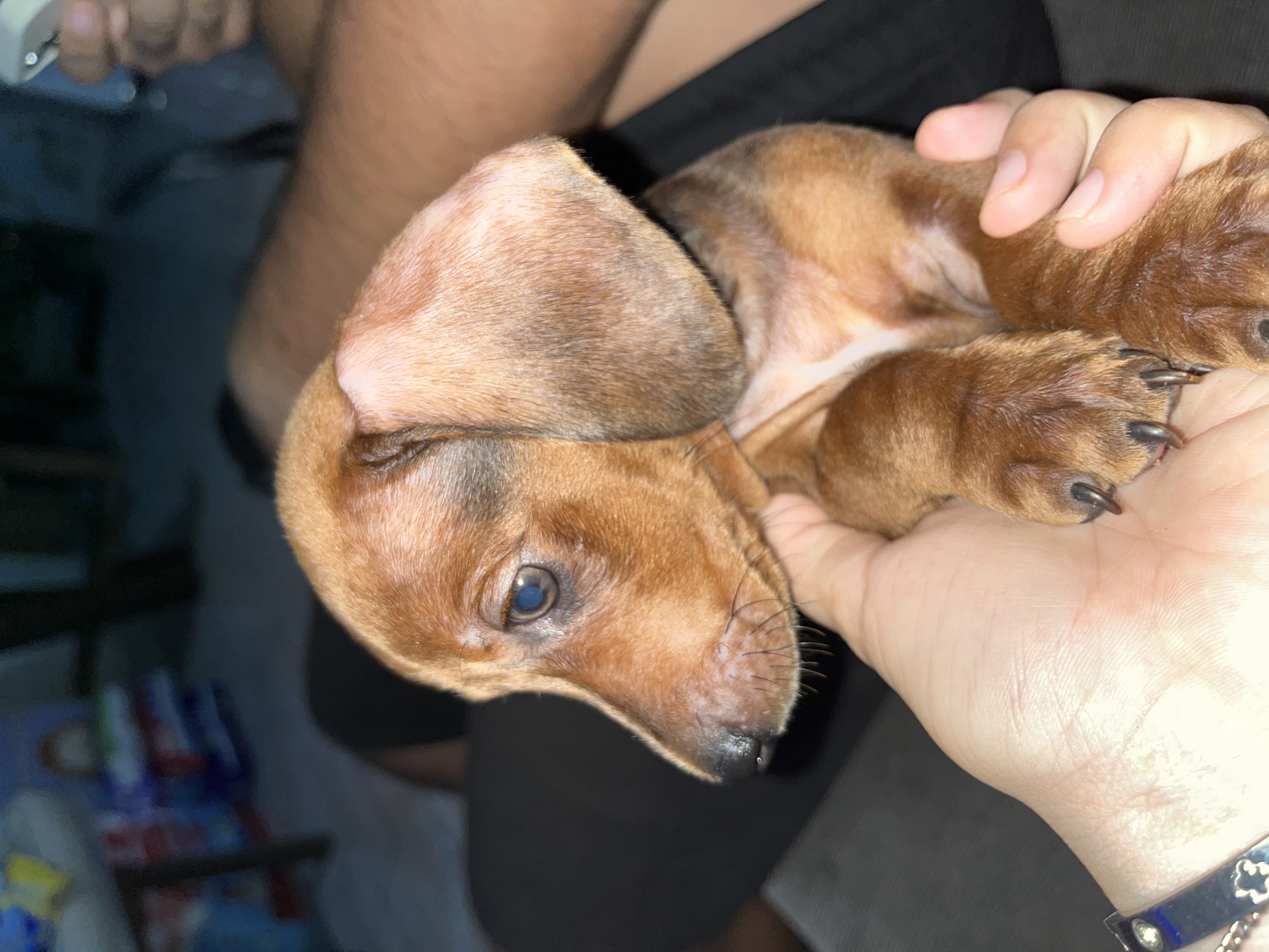 Portal Vendocão Filhote de Dachshund  Belém 