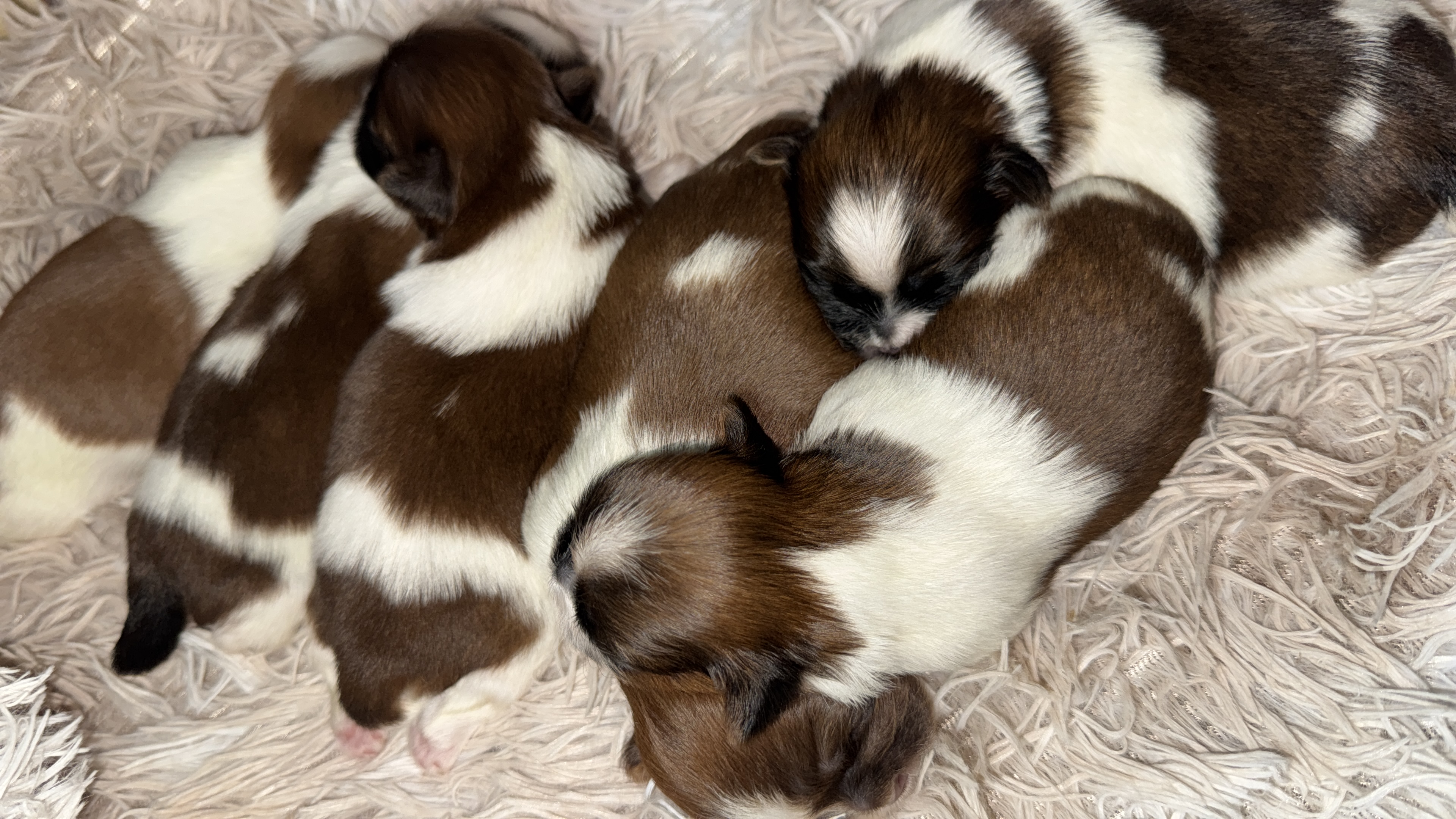  Shih Tzu disponível! - Foto 3