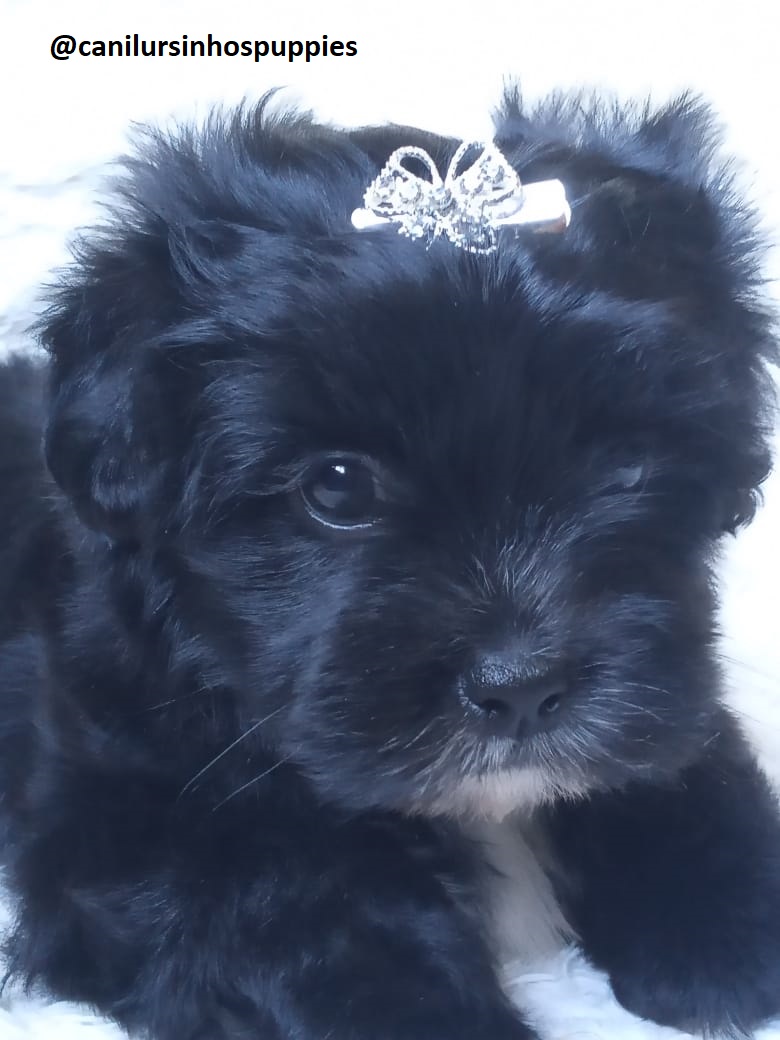 Portal Vendocão lhasa apso bebes pronta entrega #canilursinhospuppies  guarulhos