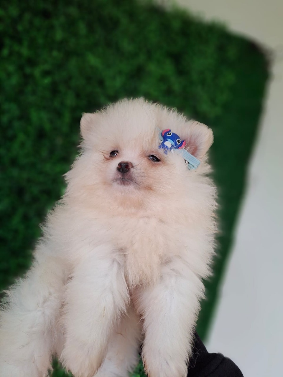 Portal Vendocão Lulu da pomerânia Anão Santa Maria