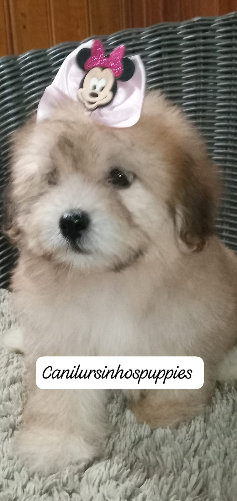 lhasa apso lindos bebes pronta entrega #canilursinhospuppies 