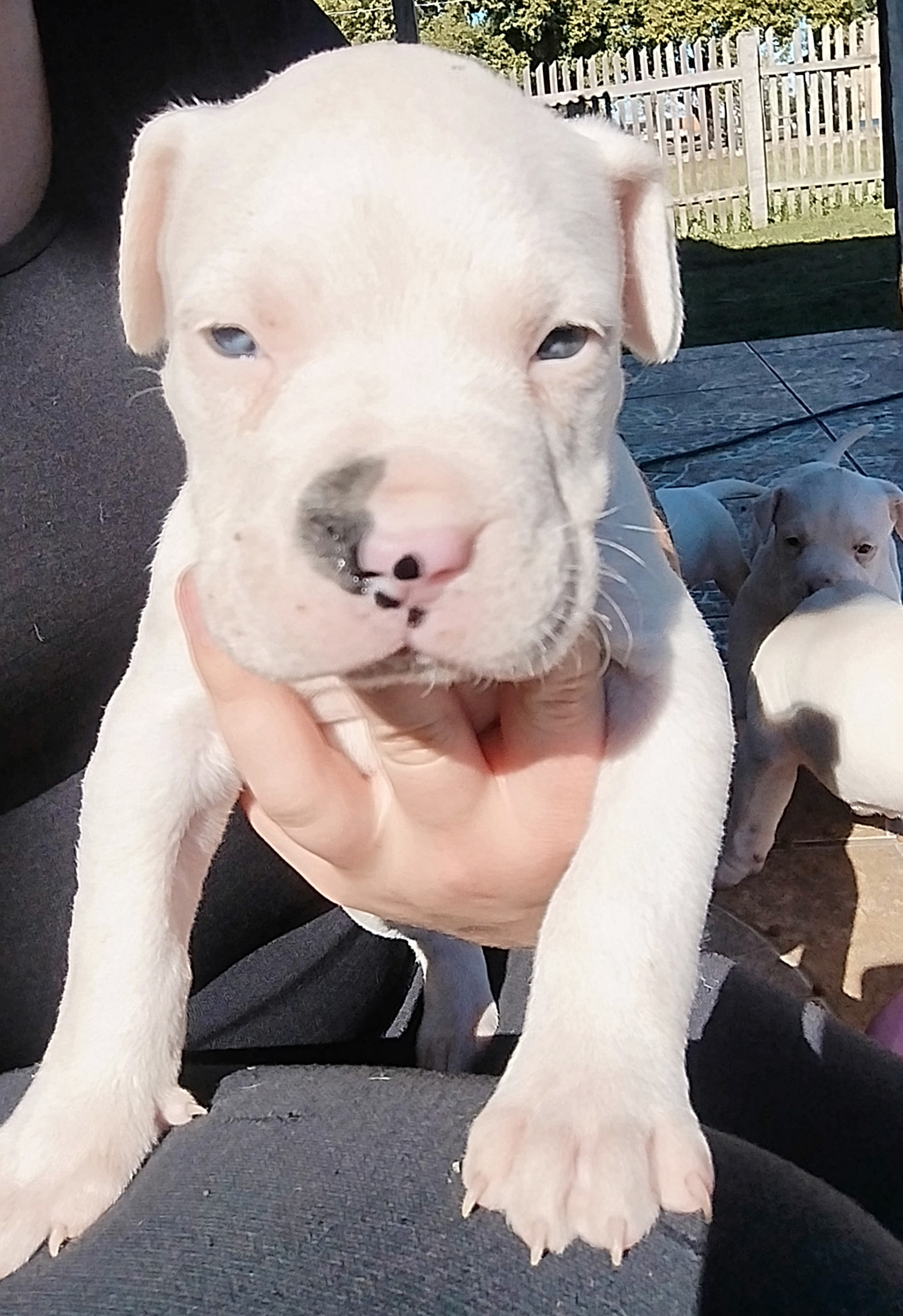 Filhotes de Dogo Argentino 