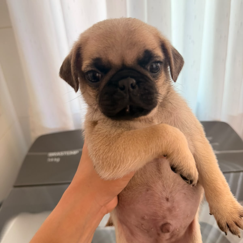Filhote de pug