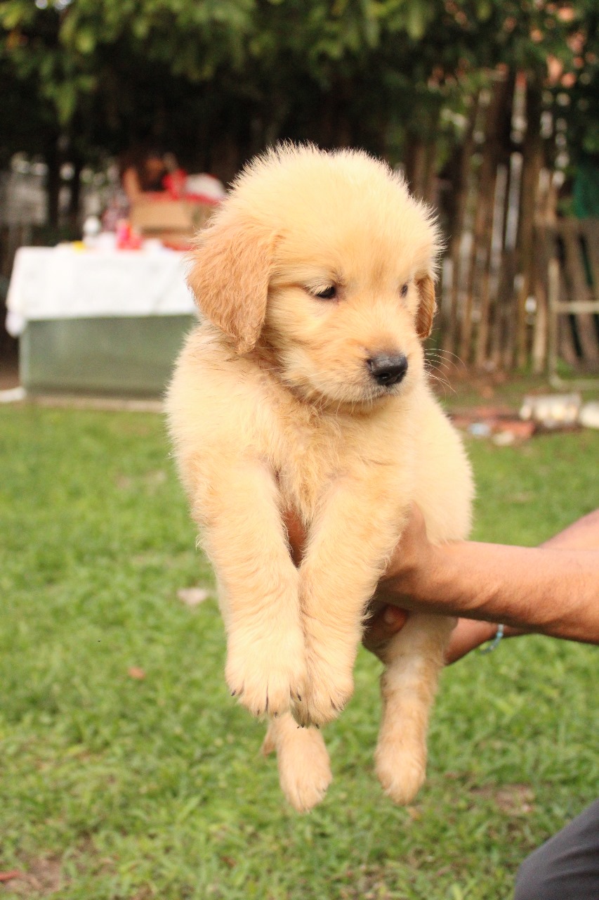Portal Vendocão Filhotes de Golden Retriever  Ituberá-Ba