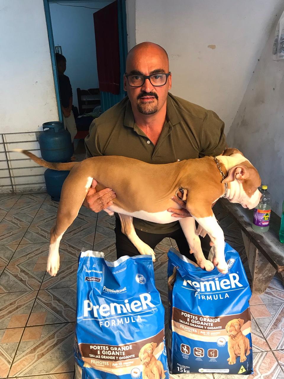 Portal Vendocão Filhote de pitbull American bully Merle  São Bernardo do Campo 