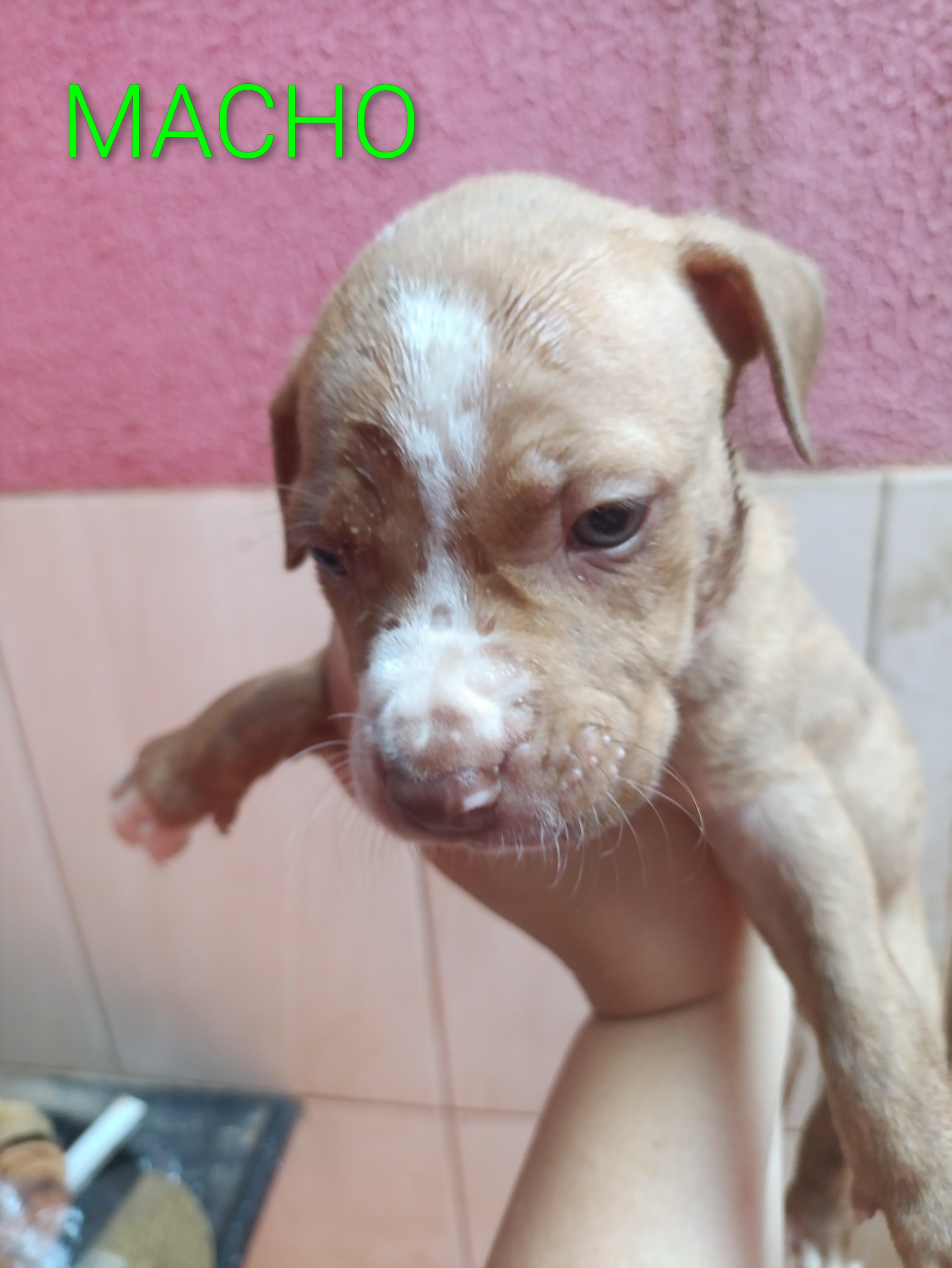 Portal Vendocão Pitbull Campo grande