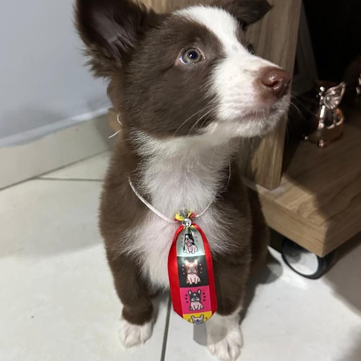 Lindo filhote de border collie - Foto 4