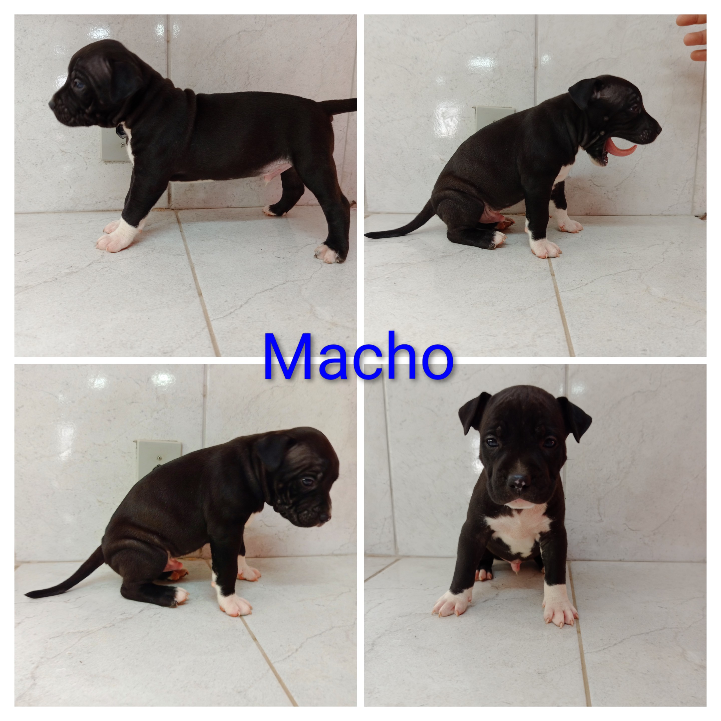Filhotes de American staffordshire terrier  - Foto 2