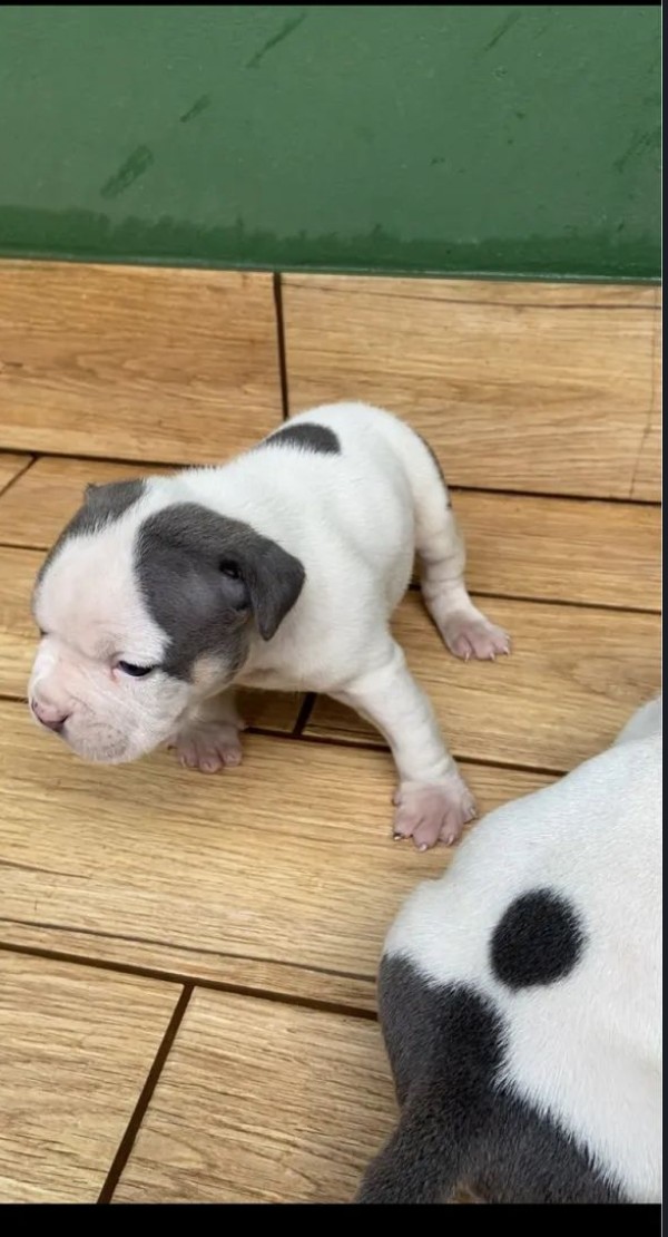 Filhotes American Bully  - Foto 3