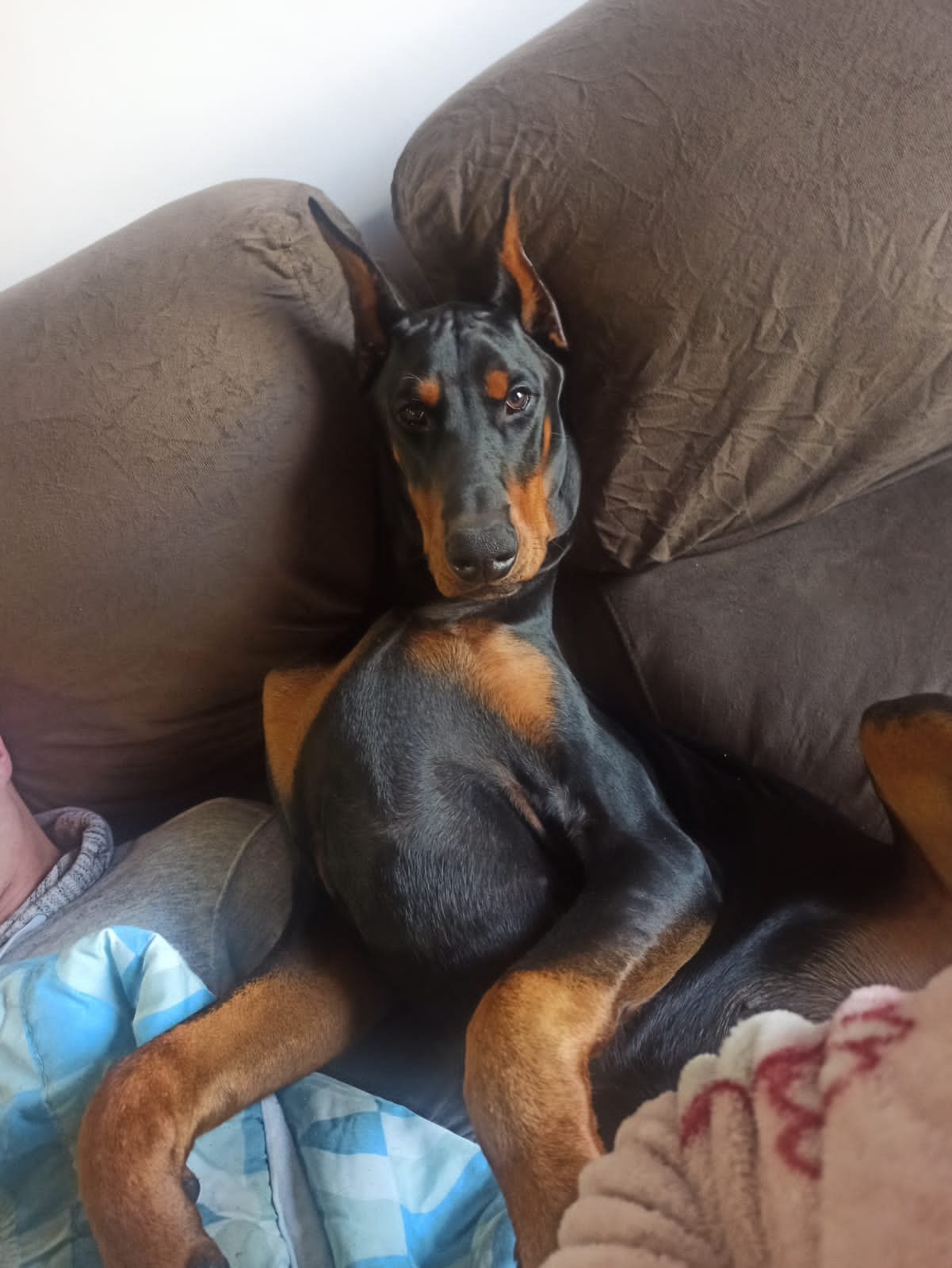 Portal Vendocão Filhotes de Doberman  Lages SC 