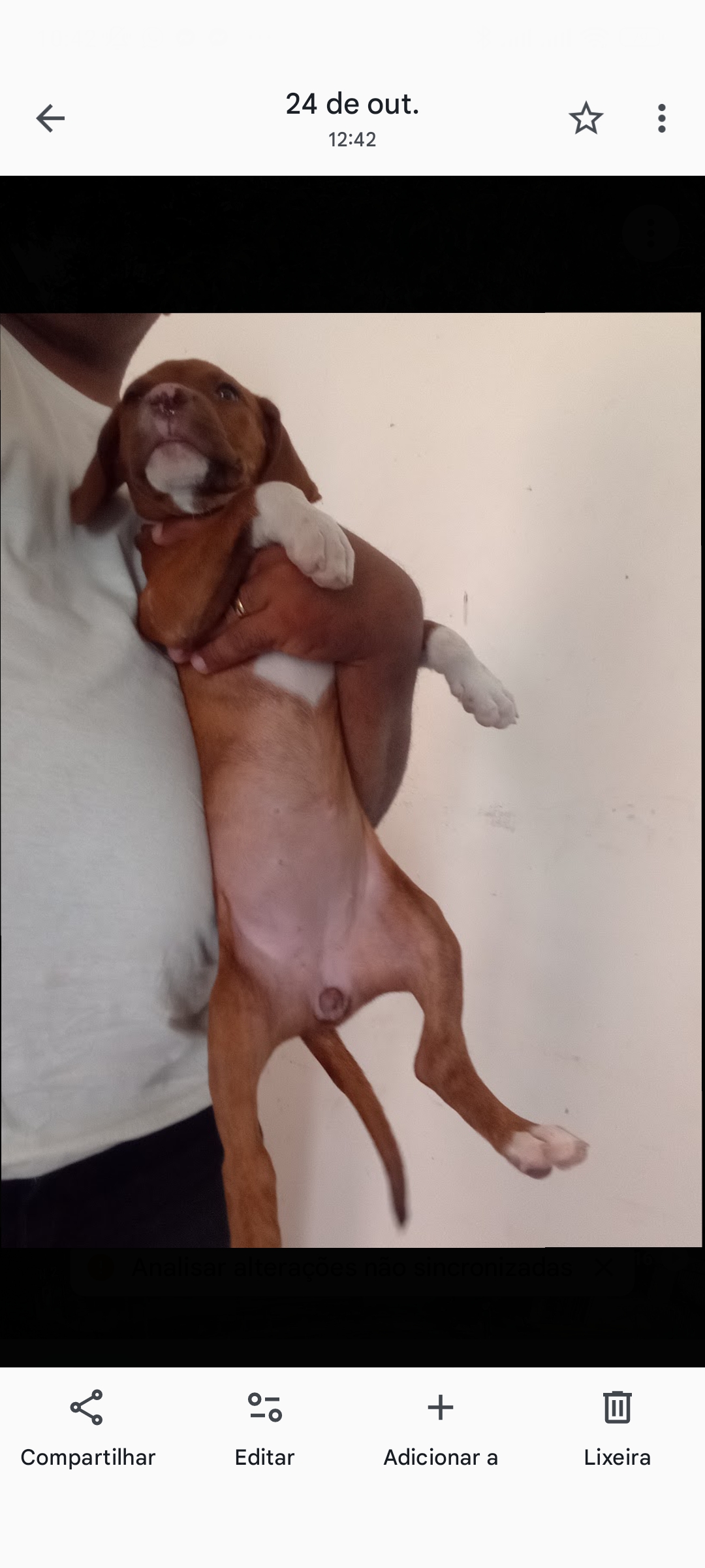 Portal Vendocão Filhote de Pit Bull monster  Manaus