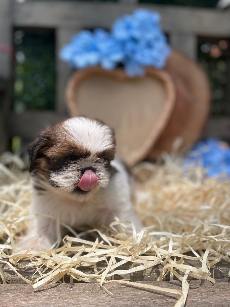 Portal Vendocão Filhote de Shih tzu Jundiaí