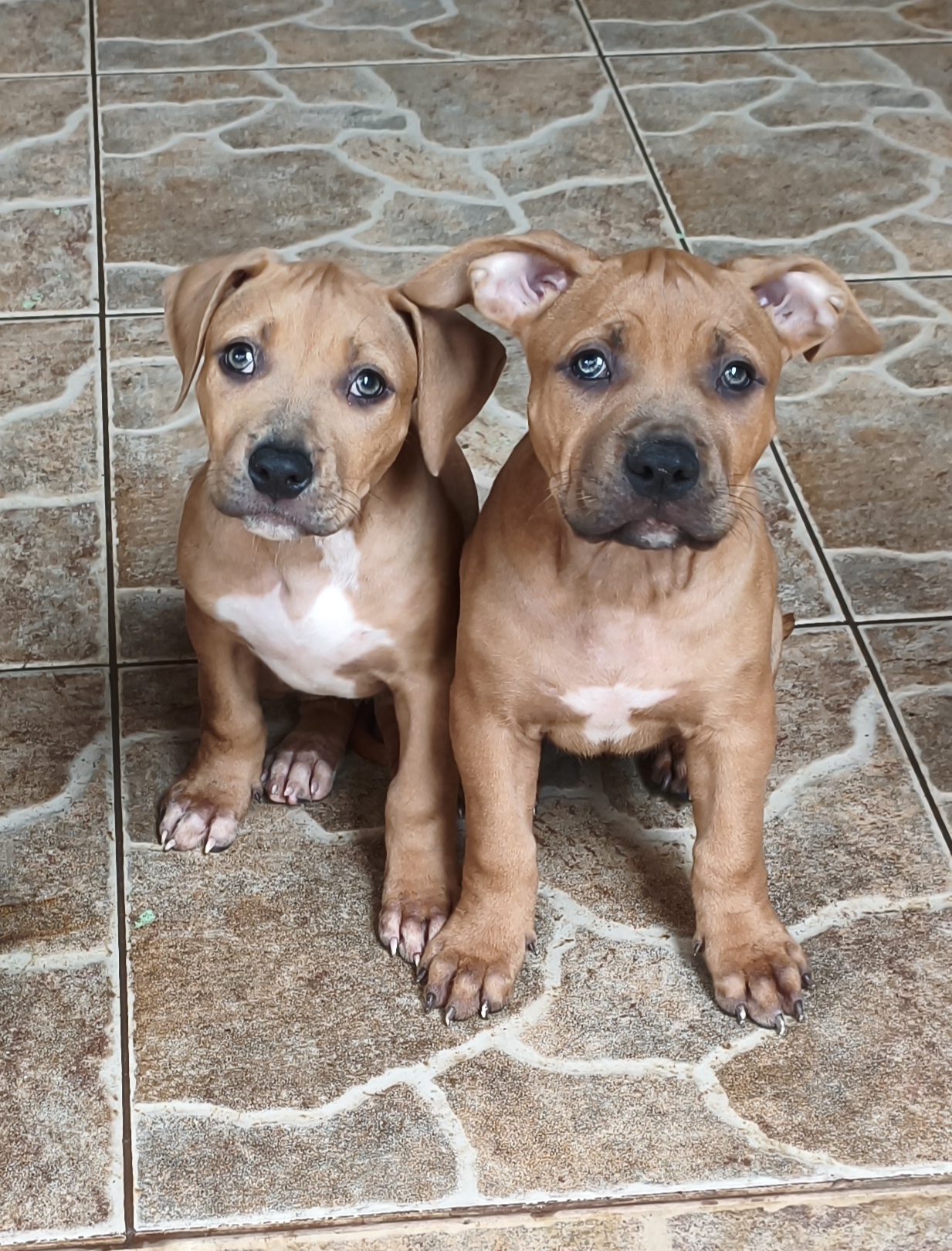 Pitbull - Foto 1