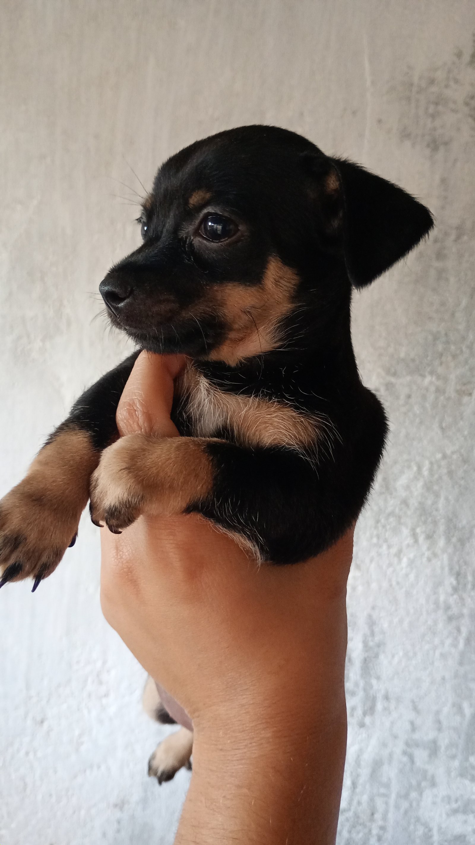 Filhotes de pinscher  - Foto 1