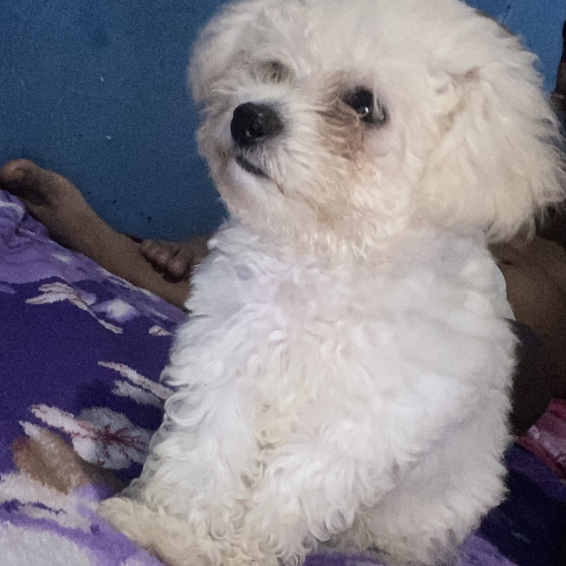 Vendo poodle um amor de cachorro - Foto 1