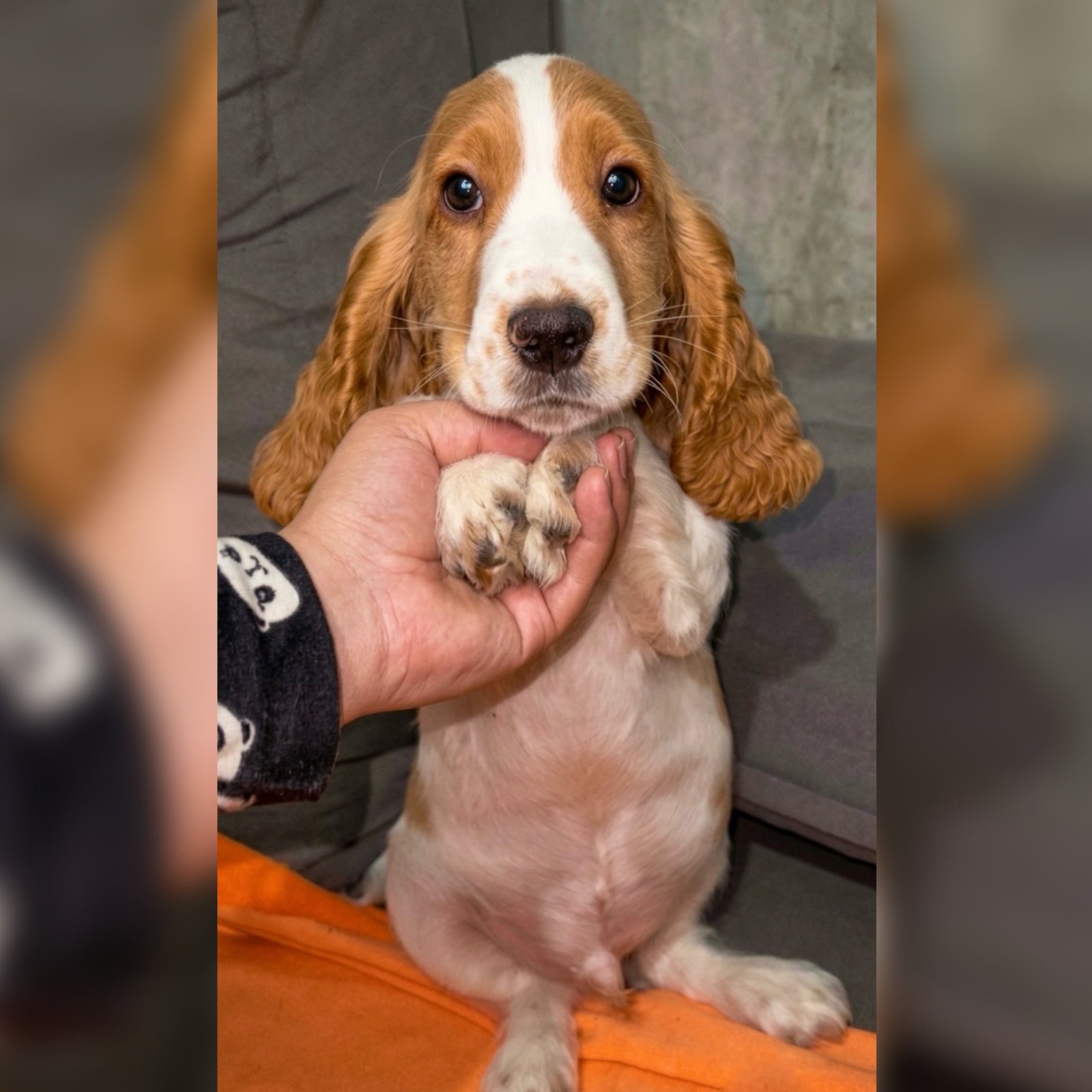 Cocker Spaniel macho 