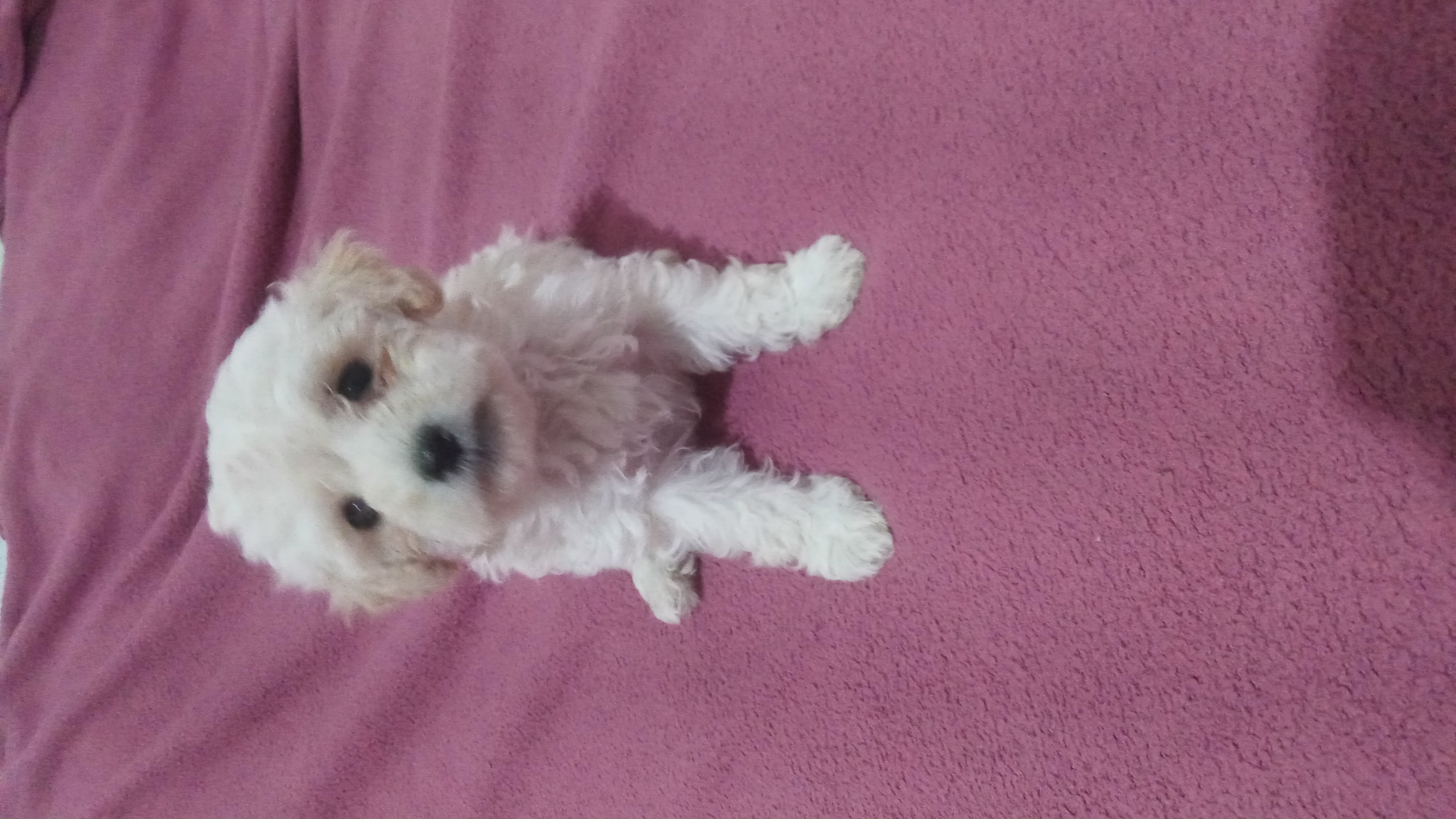 Filhote de poodle - Foto 1