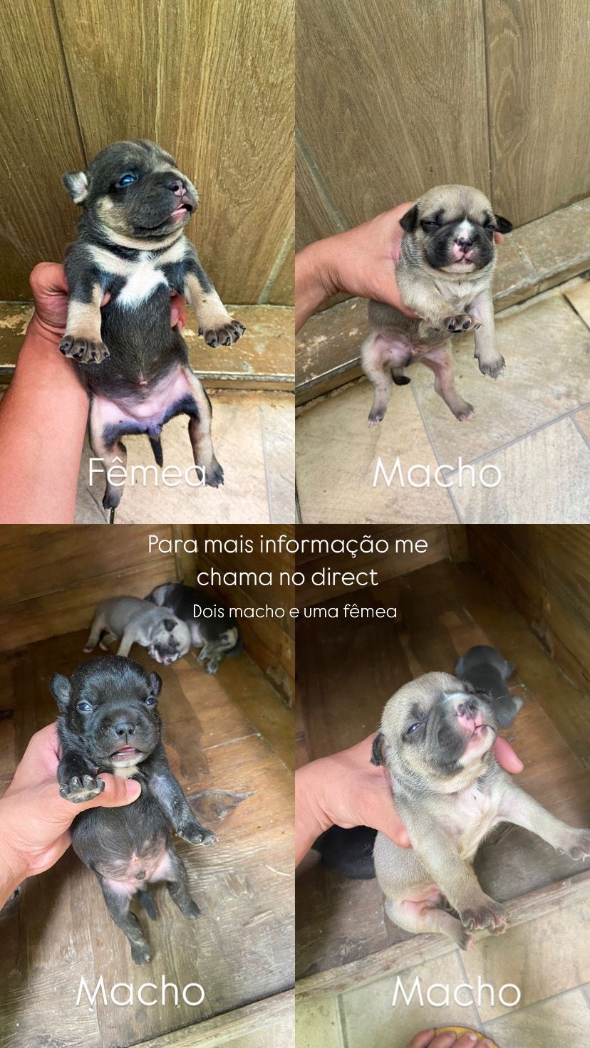 Portal Vendocão Vendo filhotes de american bully  Belo Horizonte 