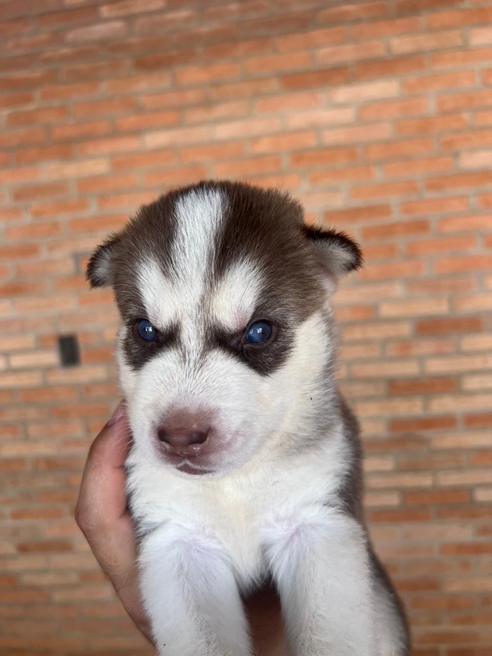 Vende-se haskey siberiano - Foto 1