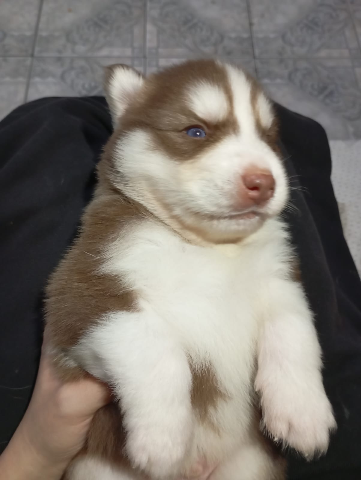 Portal Vendocão Filhotes de husky siberiano  Sorocaba 