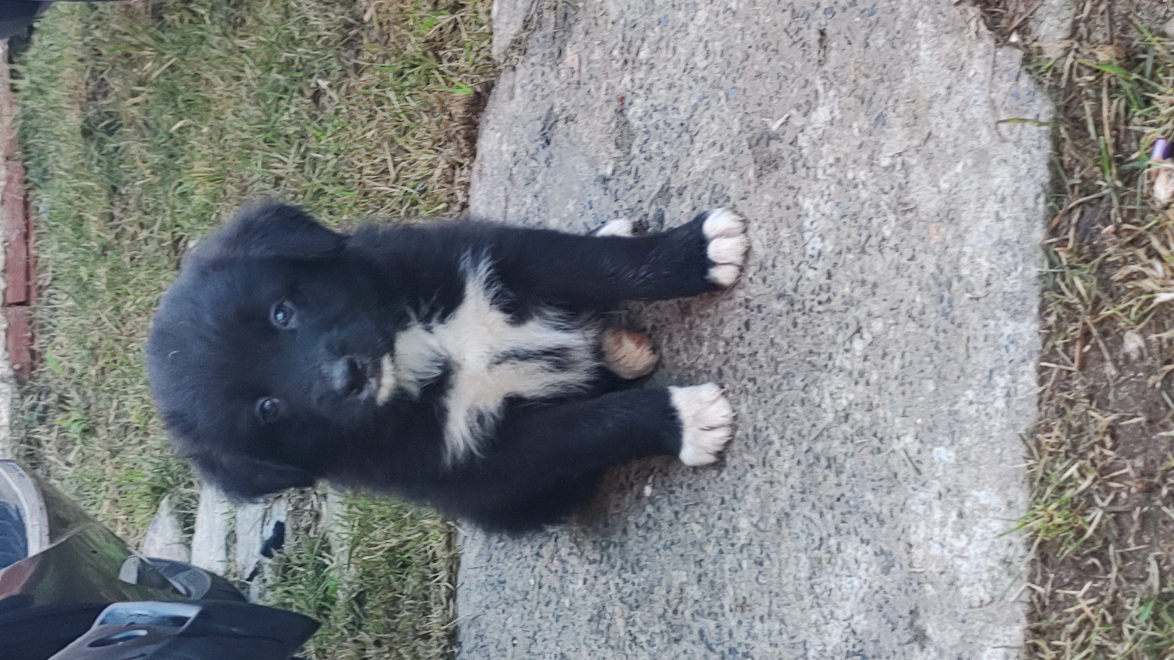 Vendo Boder collie  - Foto 3