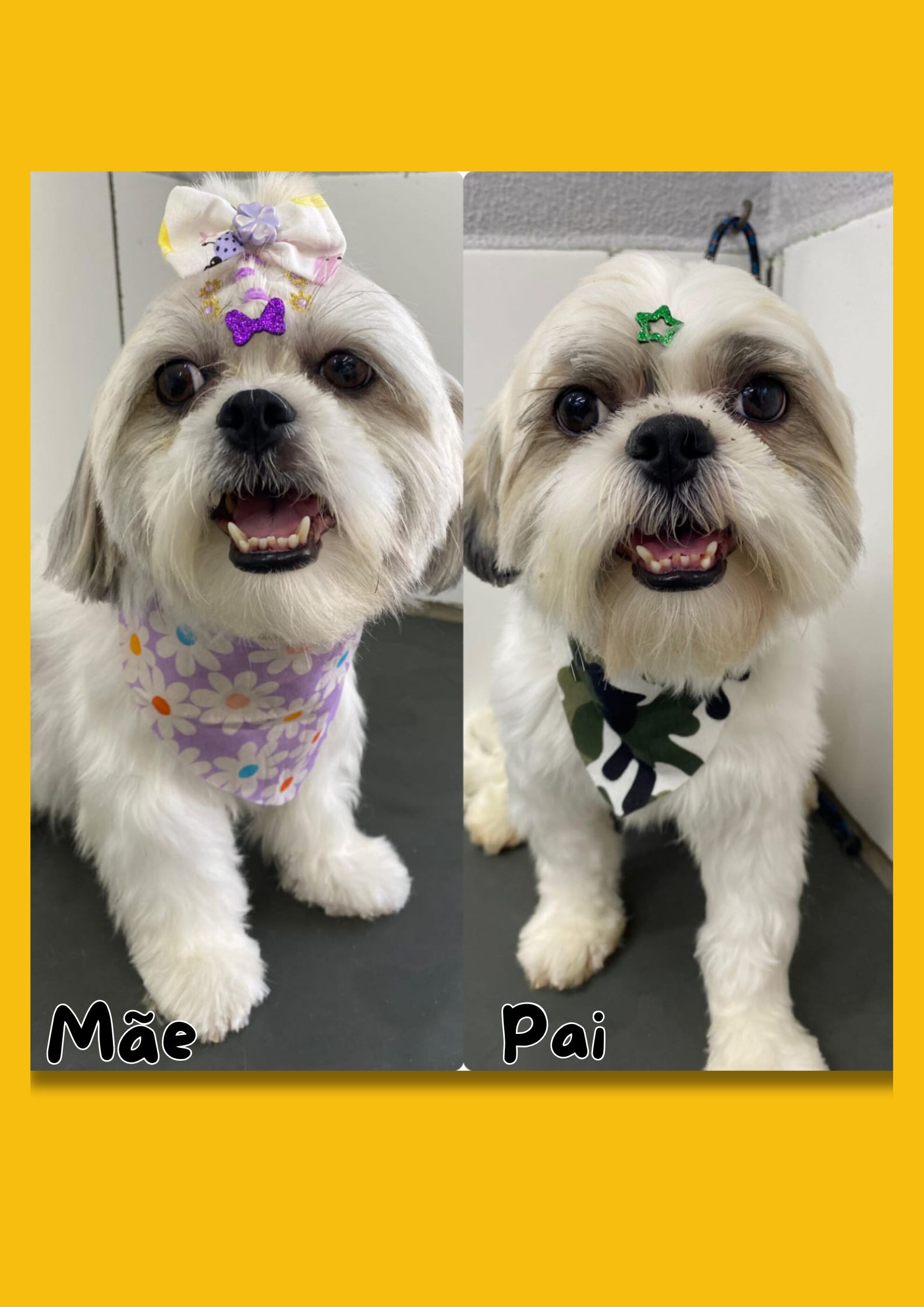 Filhote Shih Tzu macho - Foto 4