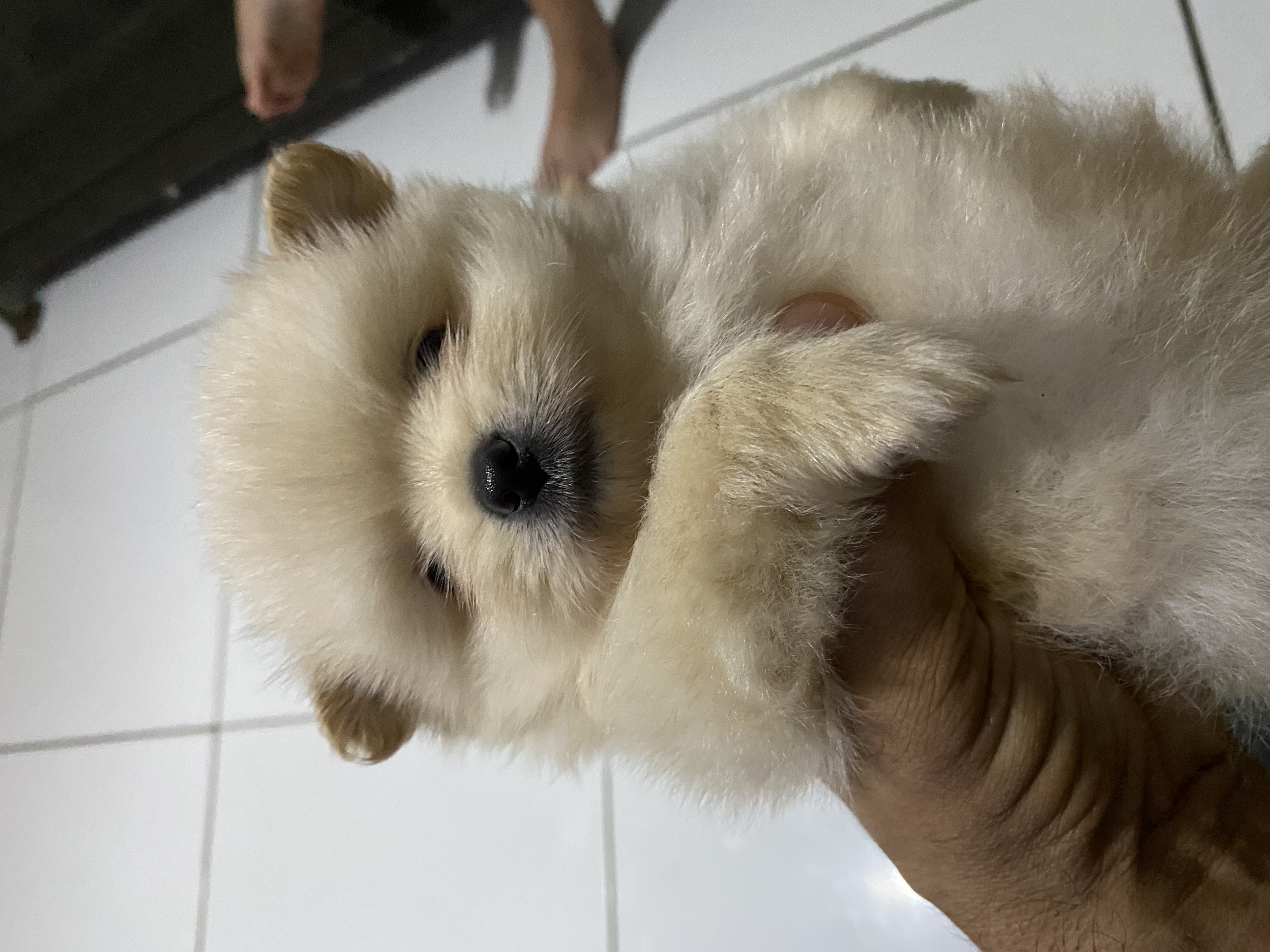 Portal Vendocão Filhote de Lulu da Pomerania  Camutanga 
