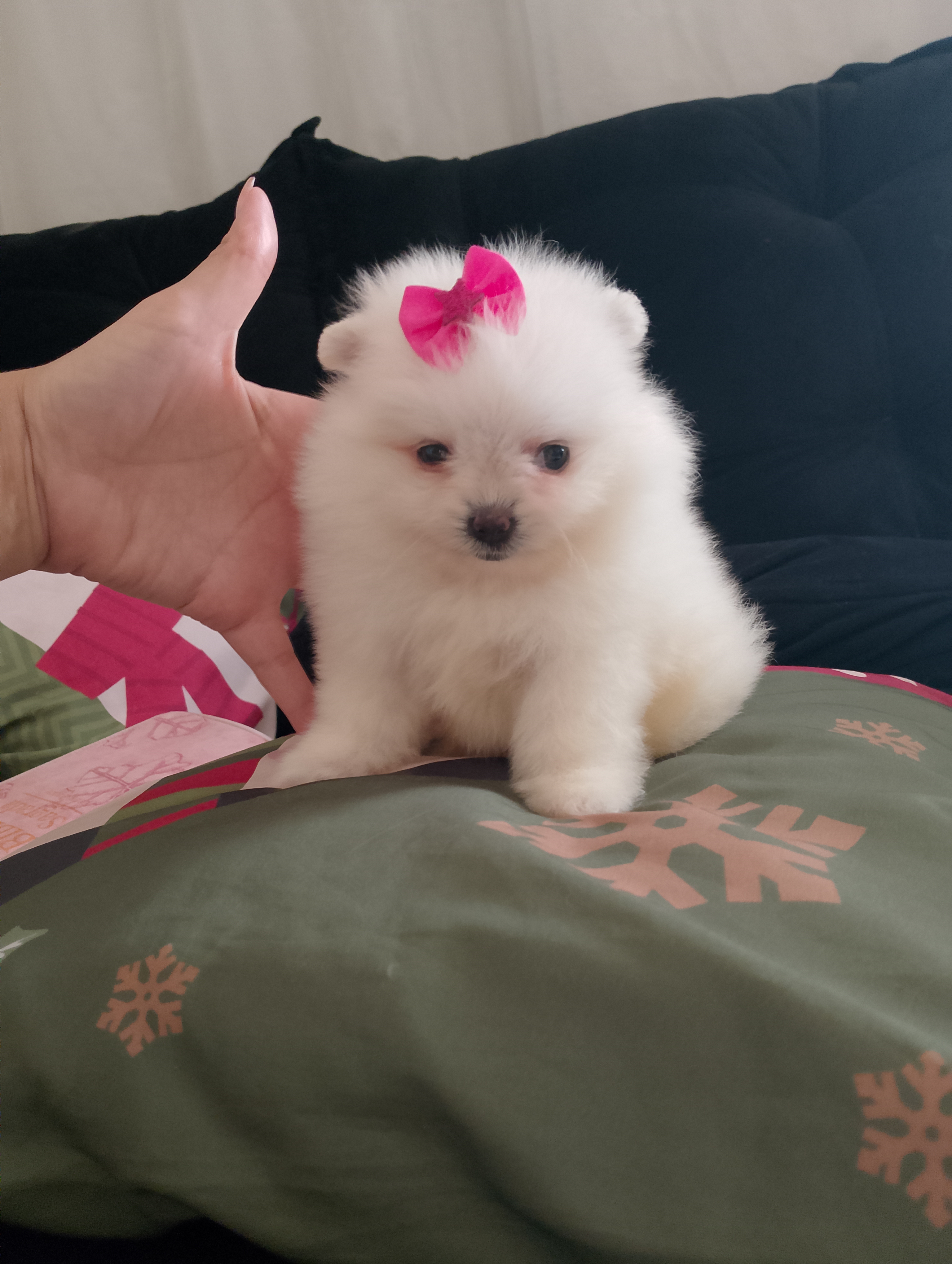 Lulu fêmea / Spitz alemão anão  - Foto 3
