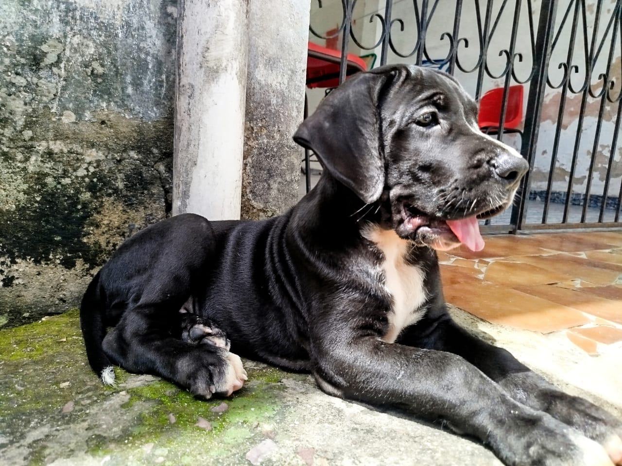 Portal Vendocão  Vendo Dog Alemão (puros) Manaus