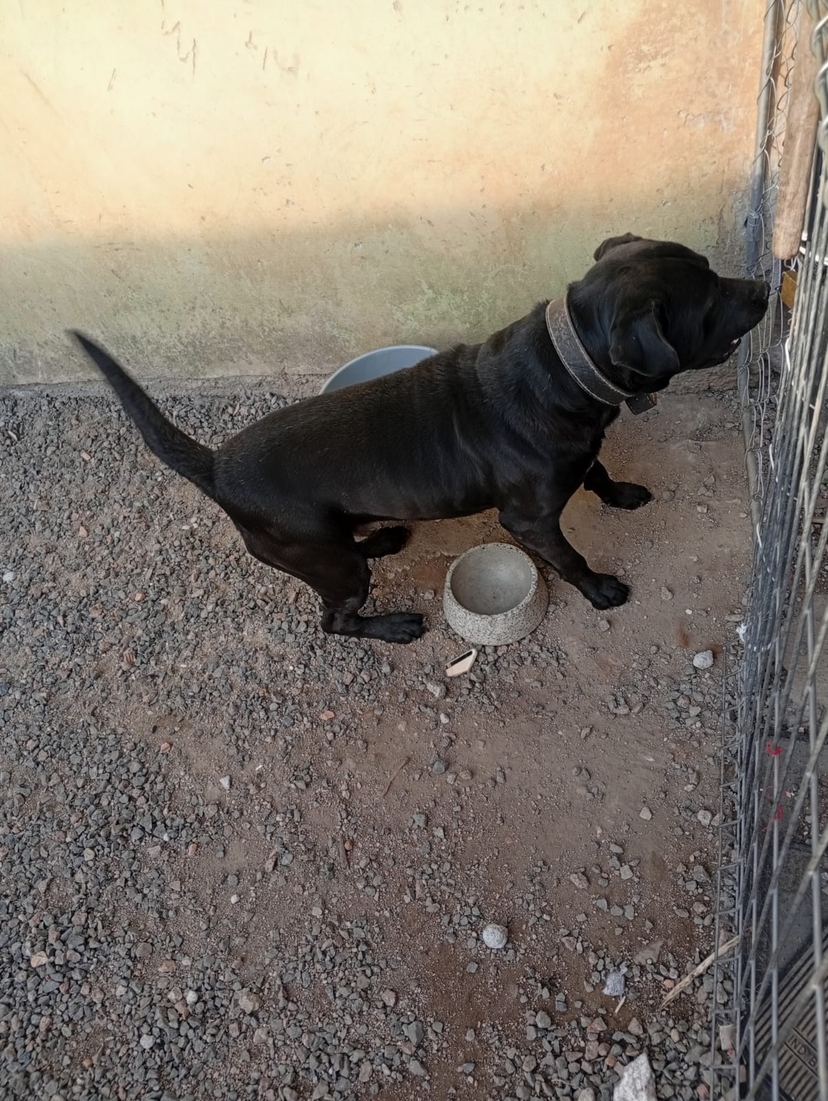 Portal Vendocão Cachorro Porte grande Curitiba