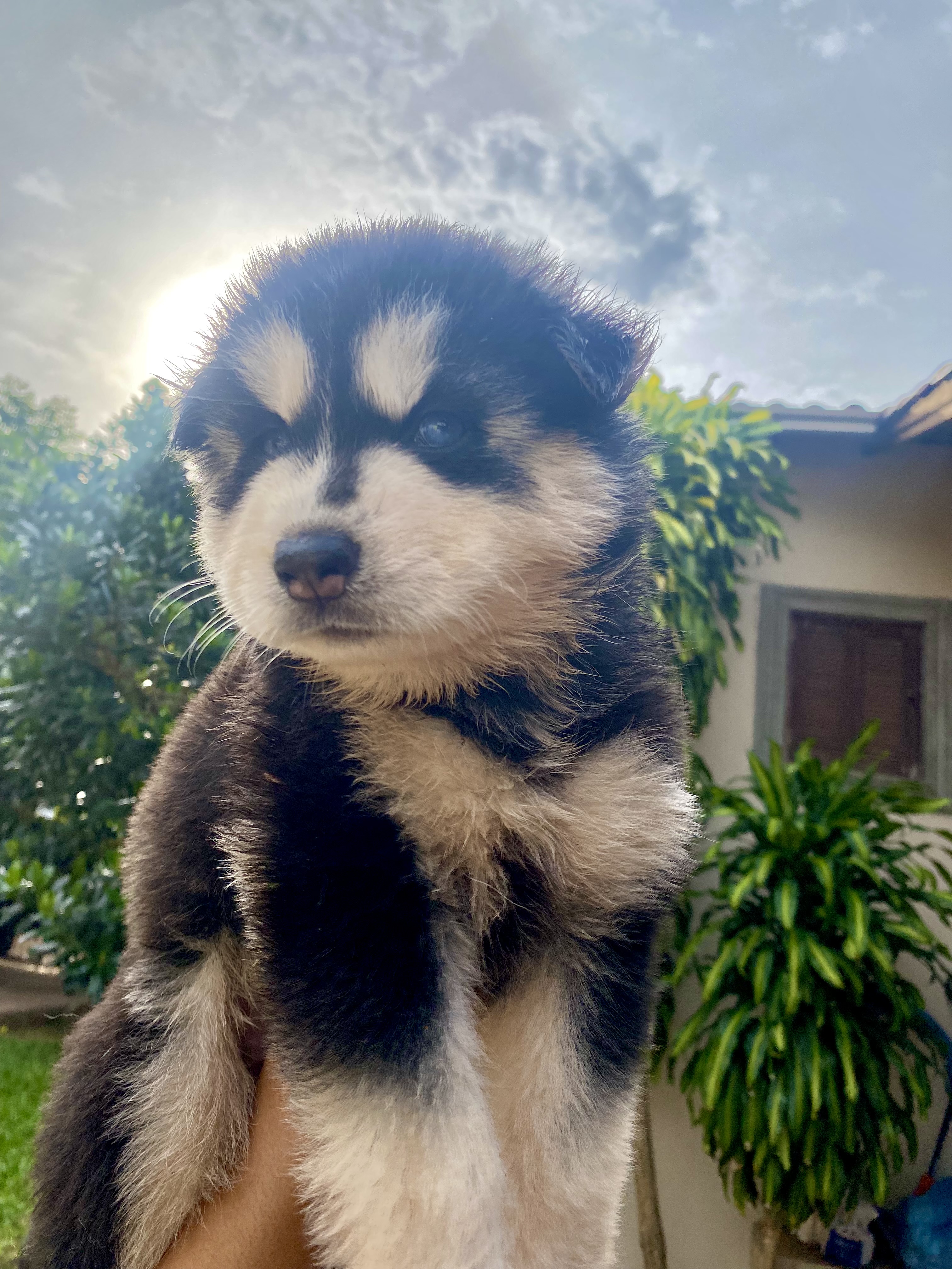 Portal Vendocão Filhotes de Husky Siberiano  São Leopoldo 