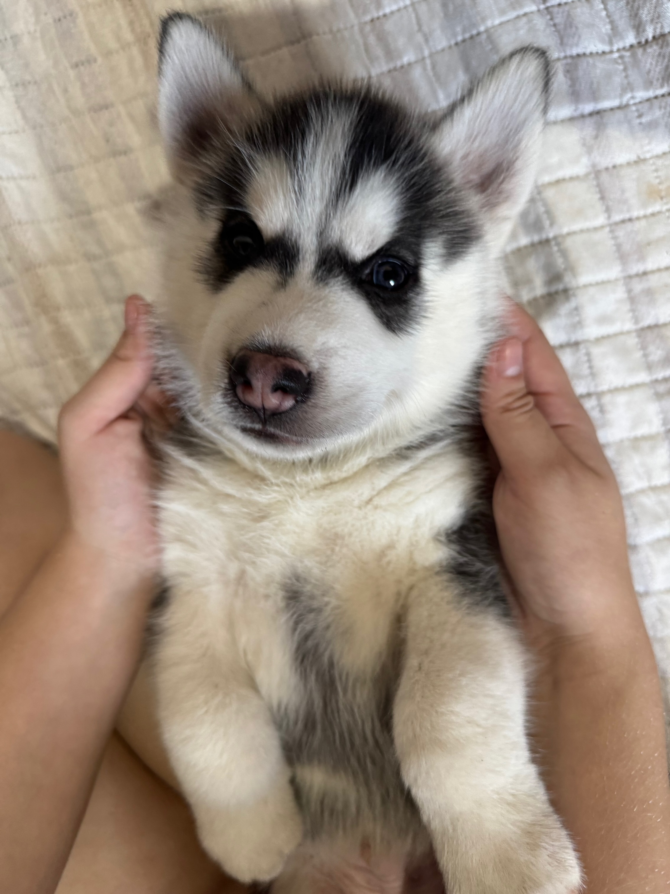 Portal Vendocão HUSKY SIBERIANO PURO São Luís 