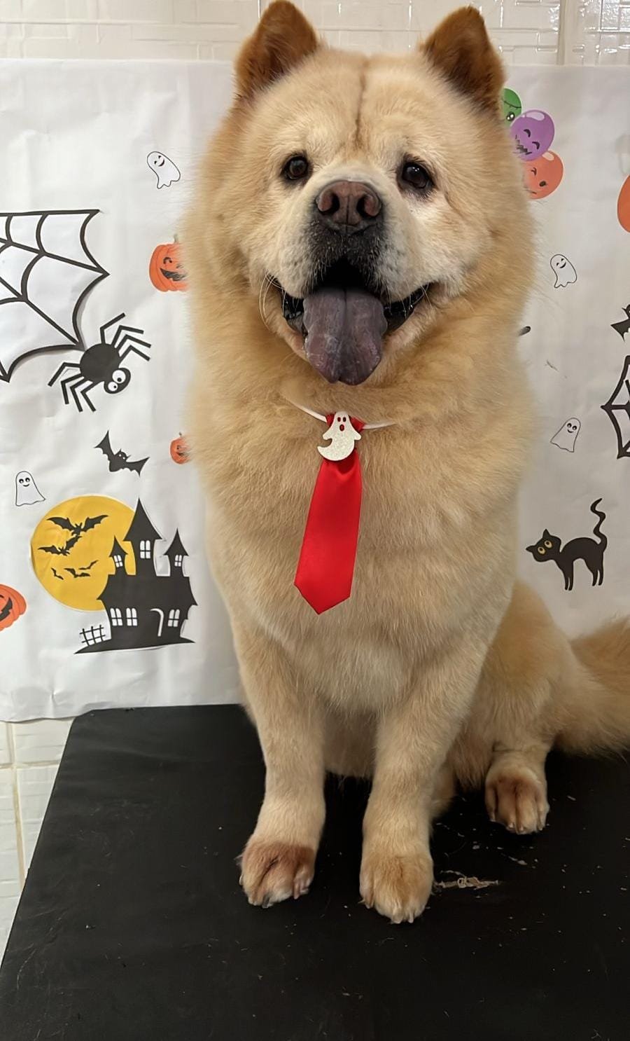 Vendo meu Chow Chow 