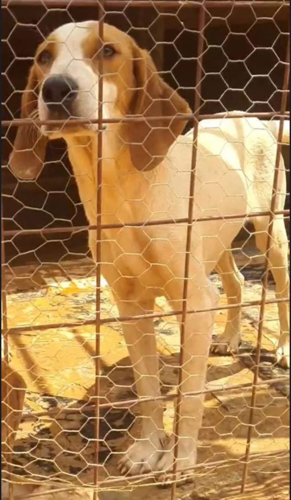 Portal Vendocão Vendo esses lindos cães  Mateus Leme