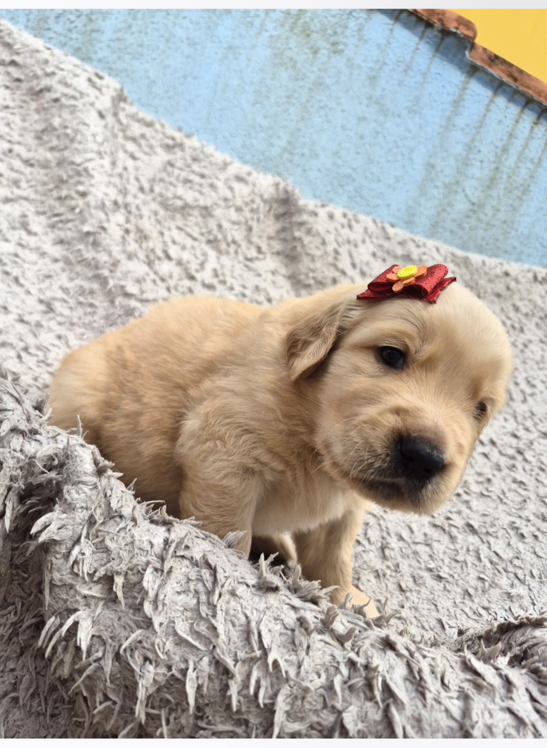 🐶 FILHOTE DE GOLDEN RETRIEVER DISPONÍVEL 🐶  - Foto 1
